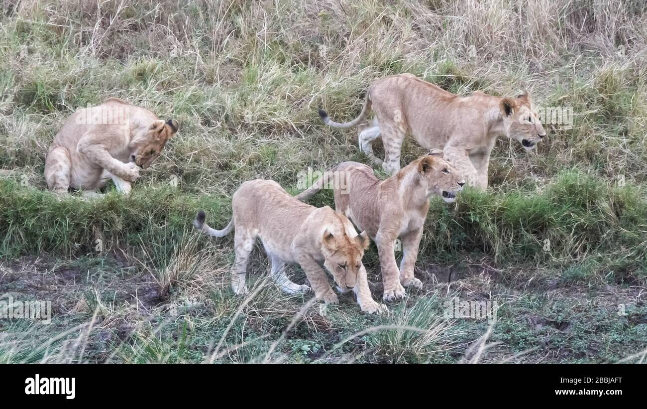 un orgoglio di giovani cuccioli di leone a masai mara in kenya Foto Stock