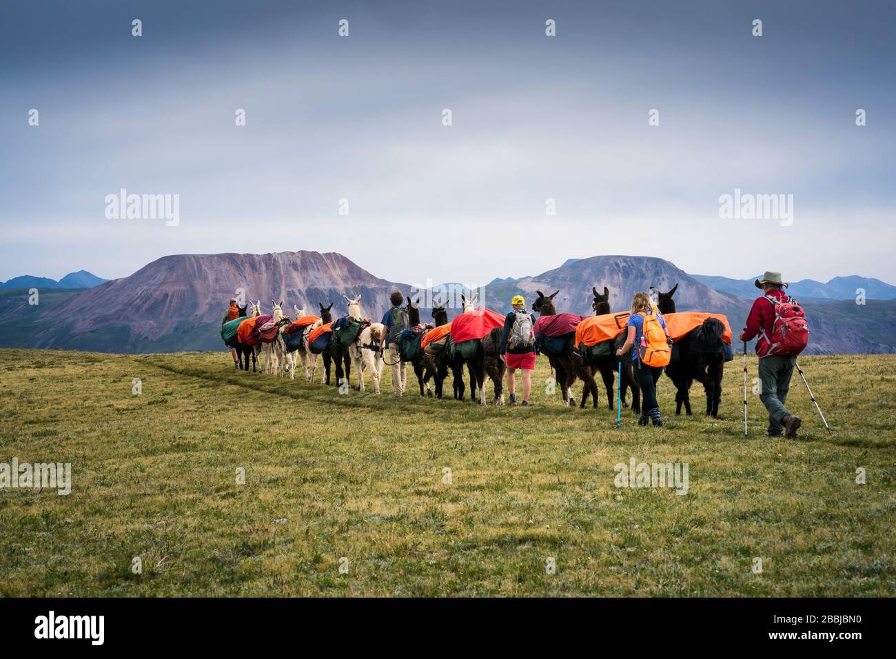 Un gruppo di escursionisti e di animali da lama viaggiano sulle Colorado Mountains Foto Stock