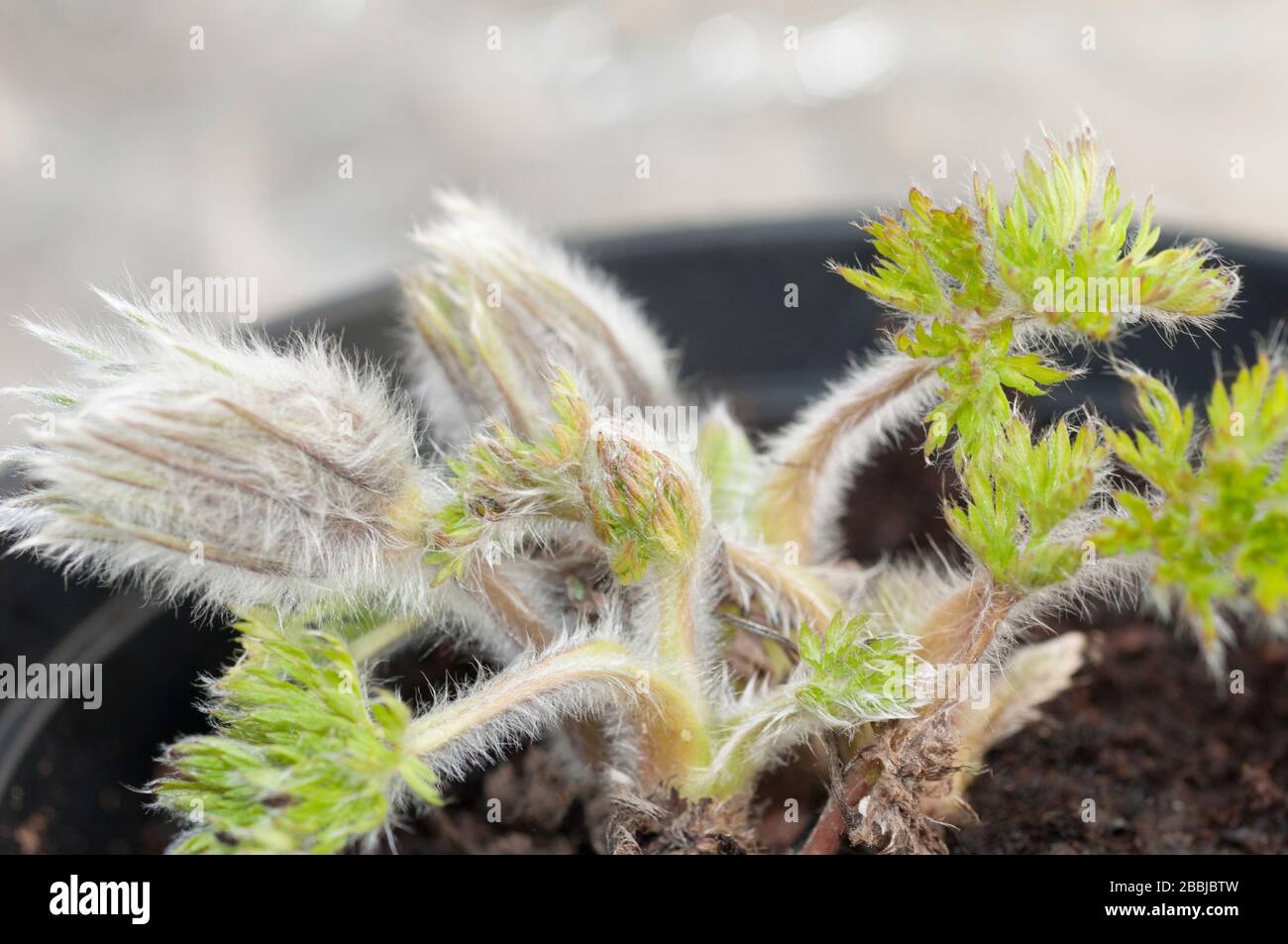 Pulsatilla vulgaris con nuove foglie e boccioli di fiori all'inizio della primavera. Un ceppo che forma diciidua perenne che è completamente hardy. Foto Stock