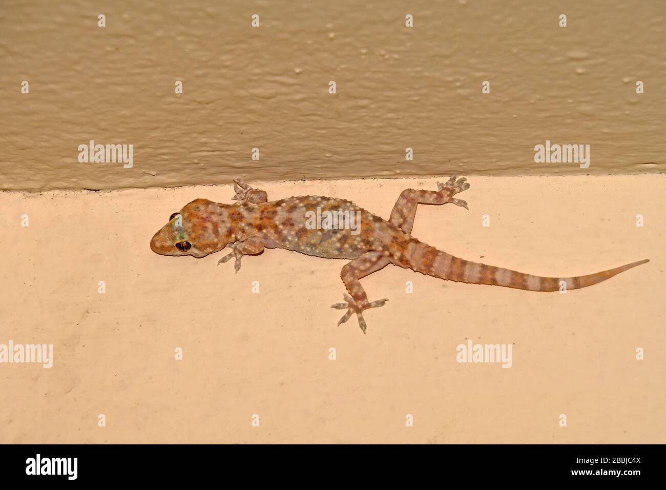 Casa Mediterranea Gecko Foto Stock