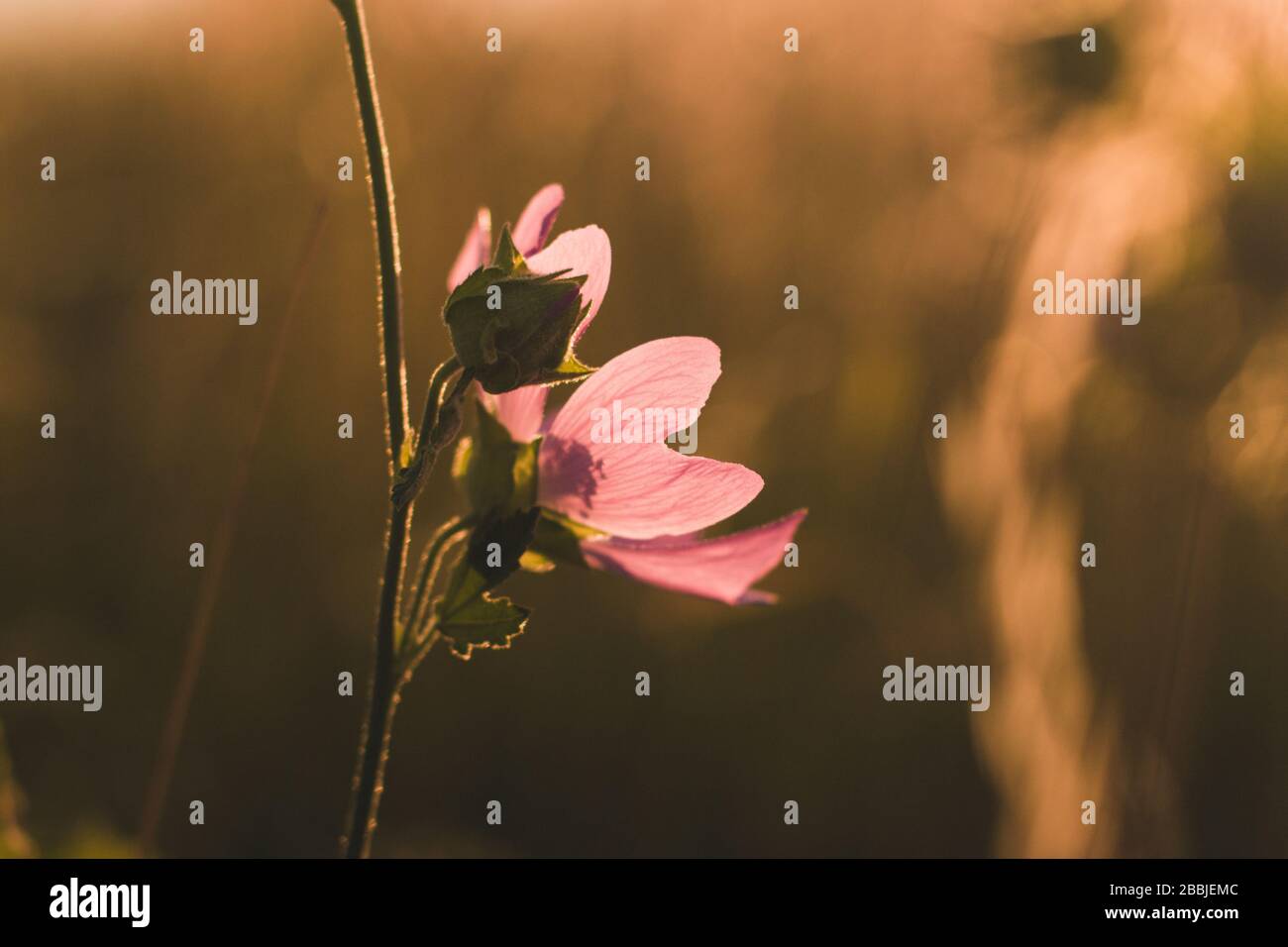 Primo piano mallow moschata specie di mallow che cresce in prati e fossati di Tian Shan aree montuose in oro colore tramonto luce sfondo Foto Stock