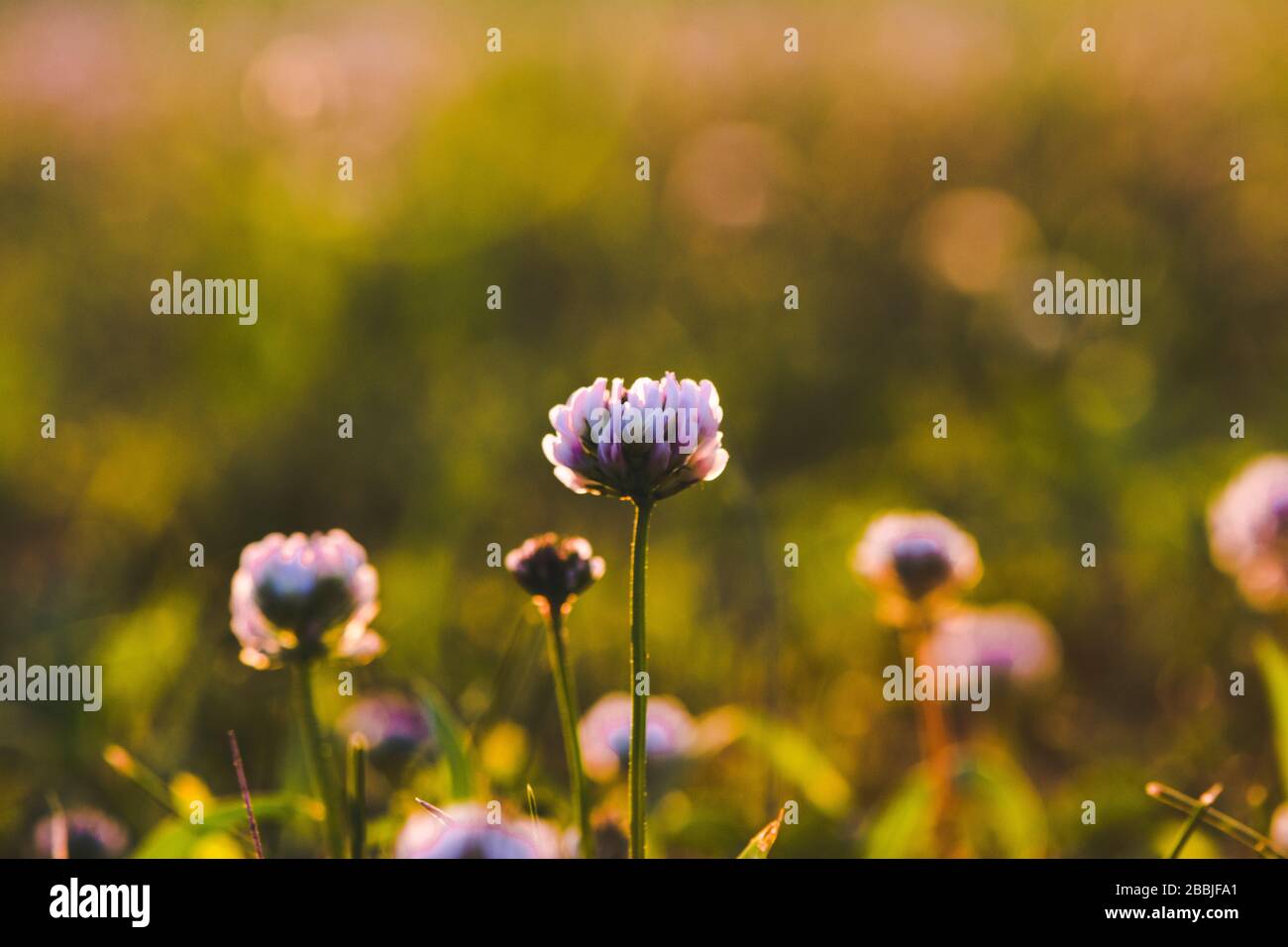 Primo piano di un Clover viola in un campo di fiori selvatici al tramonto Foto Stock