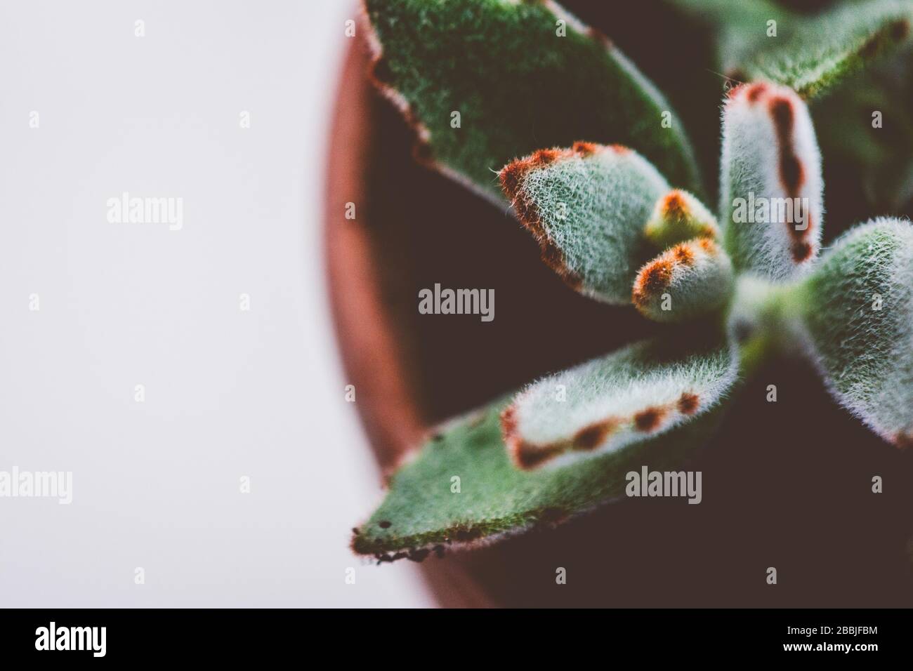 Panda pianta Succulent in un Clay Pot Foto Stock