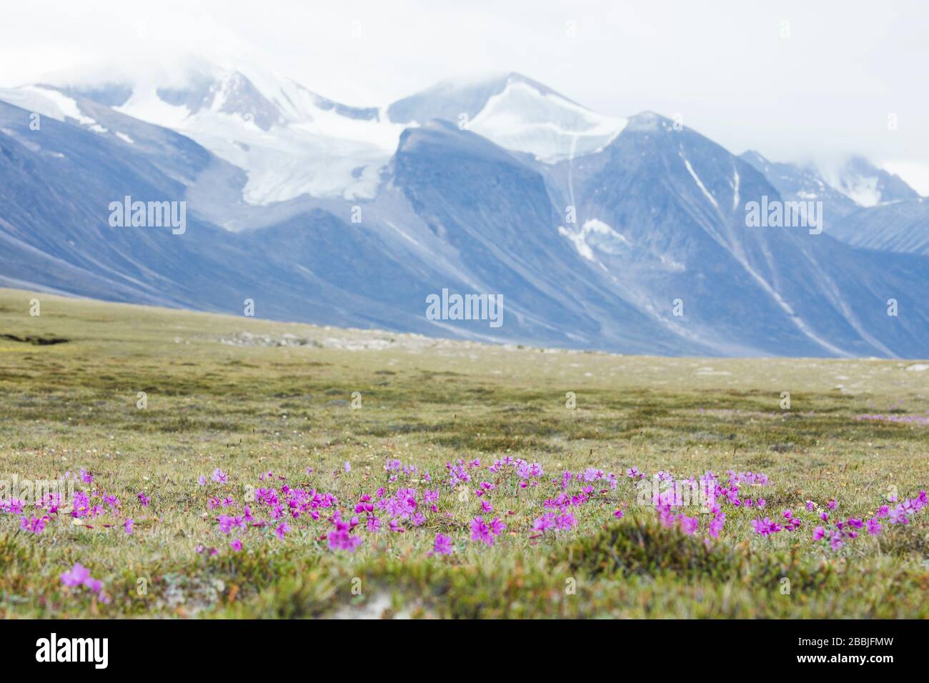 Fiori selvatici che crescono nell'Artico Tundra, Passo di Akshayak. Foto Stock