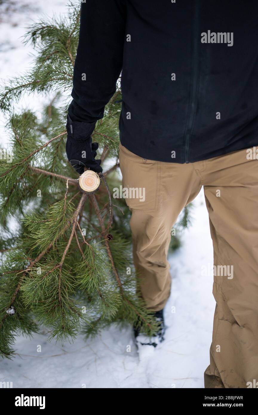 Primo piano di un albero di Natale appena tagliato. Foto Stock