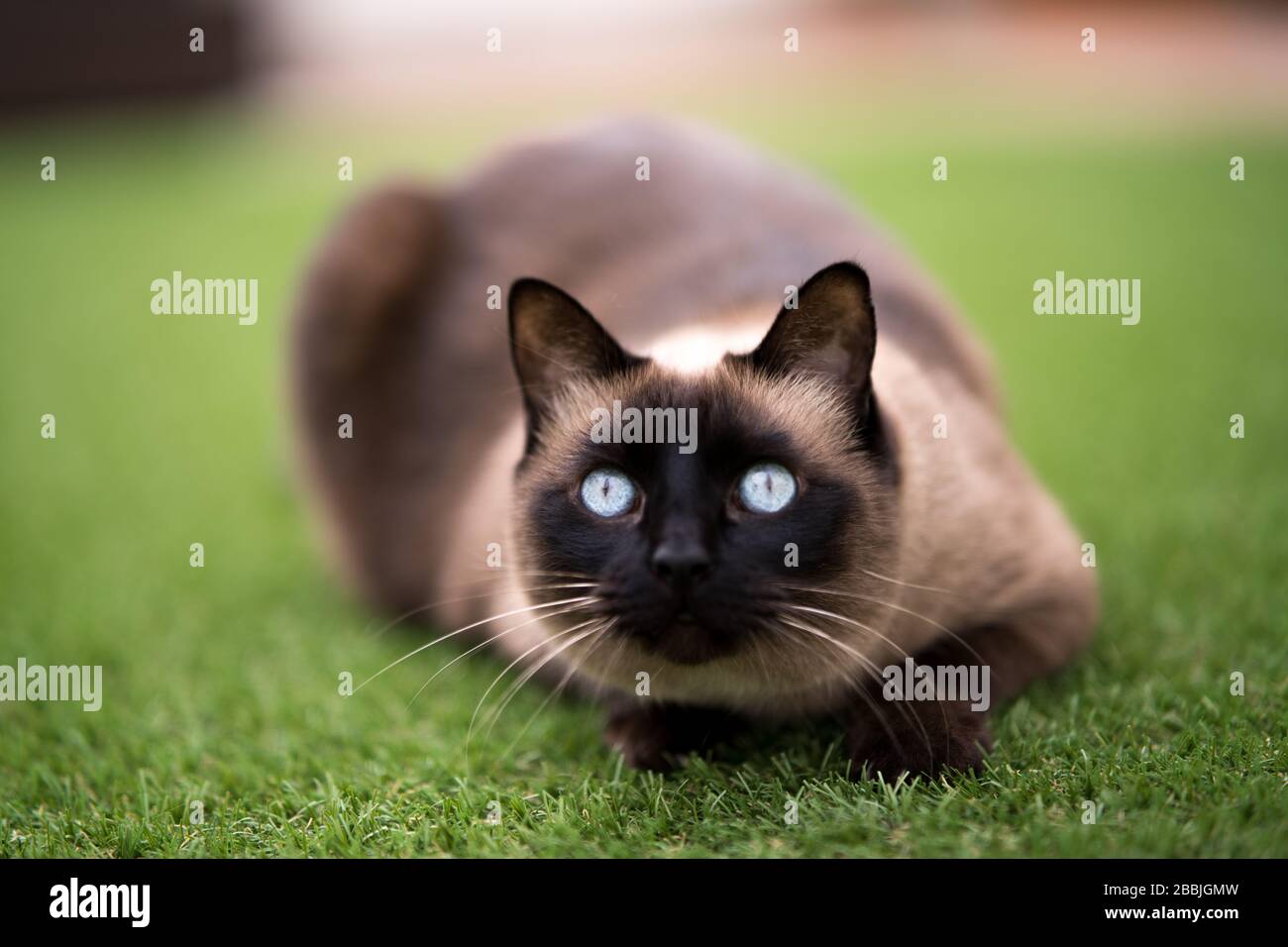 gatto selvaggio nazionale occhi di colore Foto Stock