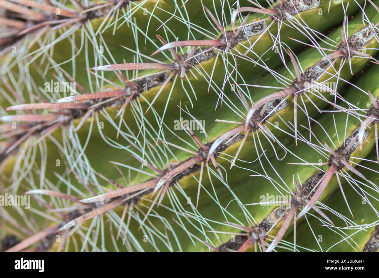 Primo piano delle spine di un cactus ferocactus wislizeni barile. Foto Stock