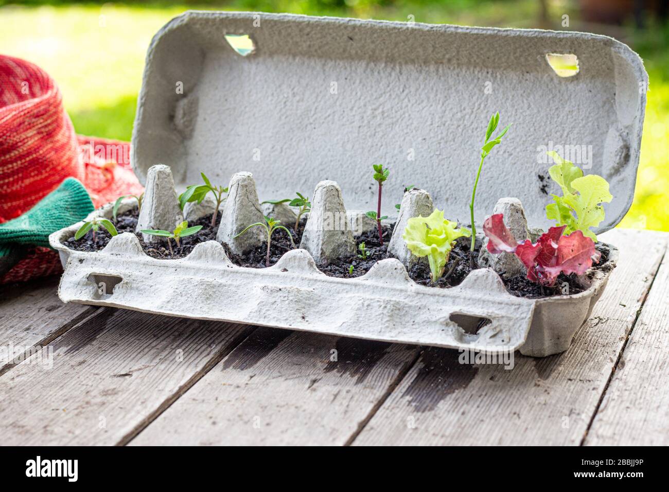 Piantine vegetali che crescono in scatola d'uovo riutilizzata fuori sul tavolo da giardino. Riciclate, riutilizzate per ridurre i rifiuti e far crescere il vostro cibo. Foto Stock