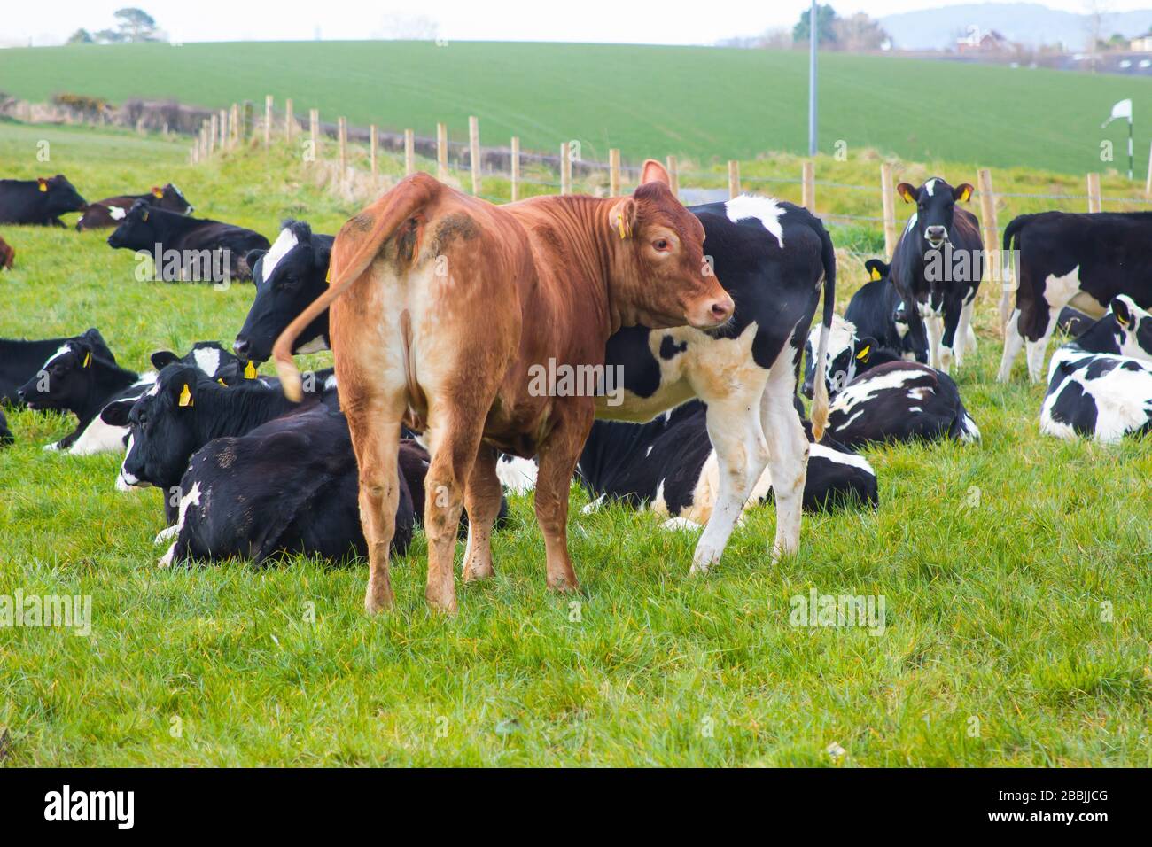 Bovini friesiani con un toro e vitelli che pascolano nell'angolo di un campo vicino al villaggio di Groomsport nel Nord dell'Irlanda del Nord Foto Stock