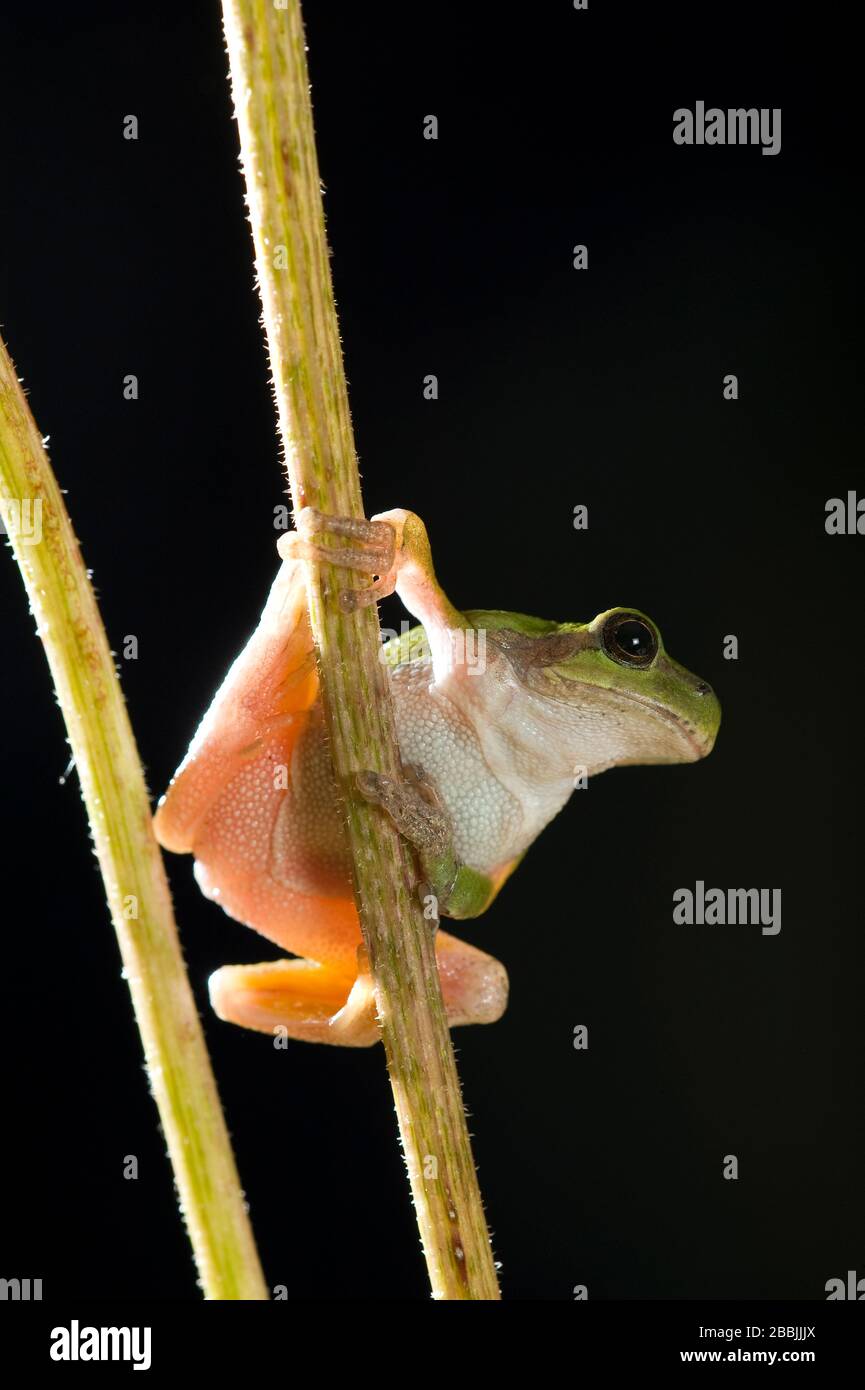 Gray Tree Frog (Hyla versicolor), Midwest USA, di Dominique Braud/Dembinsky Photo Assoc Foto Stock