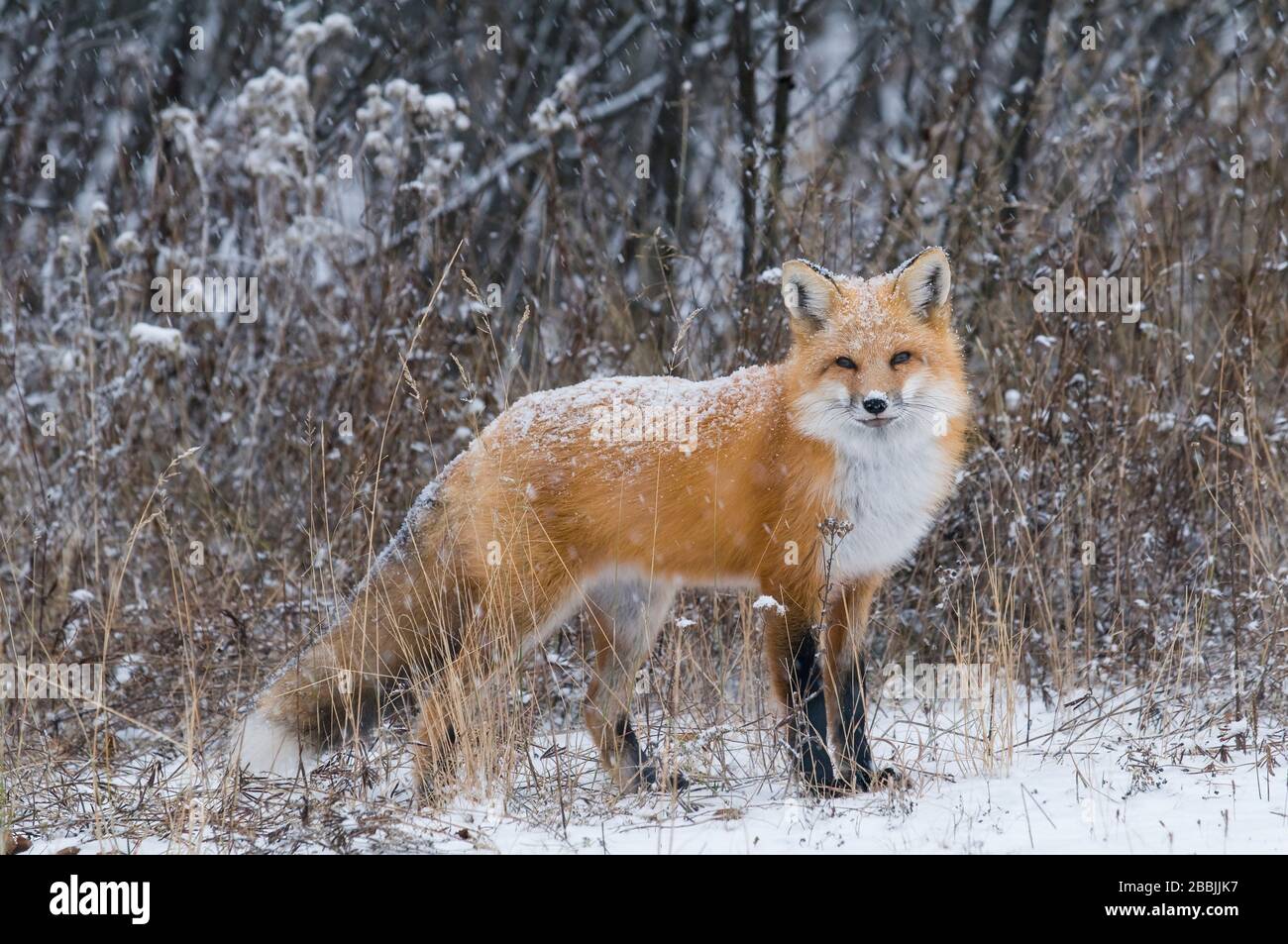 Red Fox (Vulpes vulpes), inverno, Nord America, di Dominique Braud/Dembinsky Photo Assoc Foto Stock