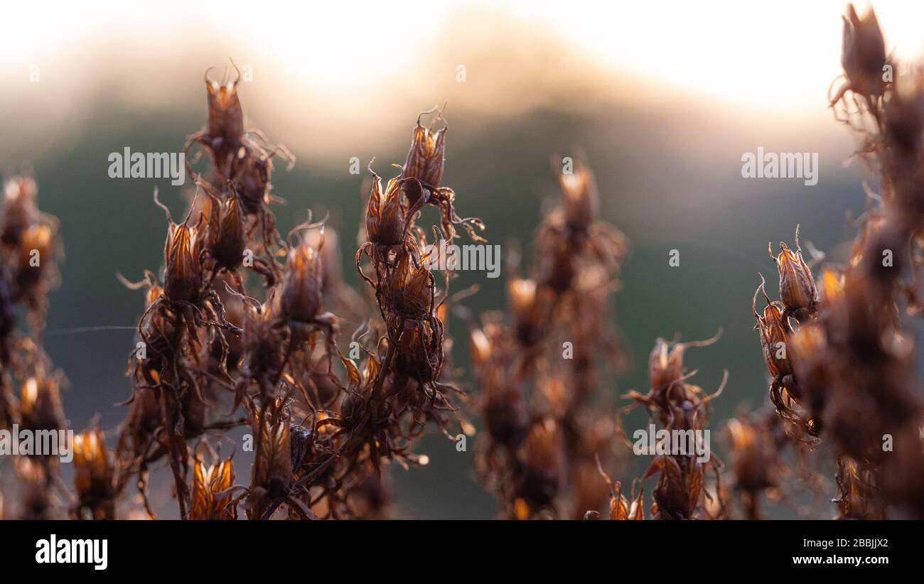 Campo di alghe Klamath all'ora d'oro Foto Stock