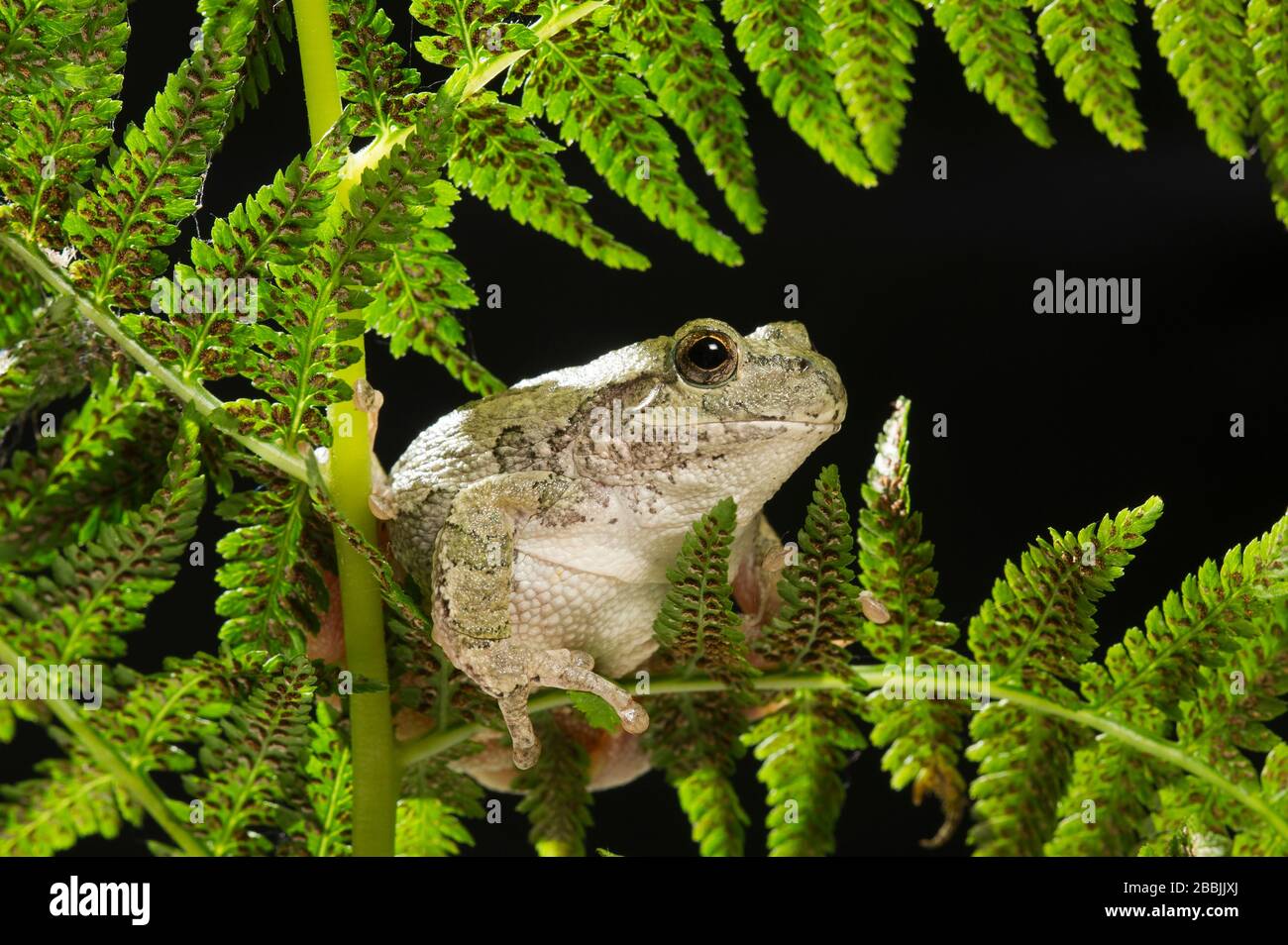 Frog grigio (Ayla versicolor) riposante su fern frond, e USA, di Dominique Braud/Dembinsky Photo Assoc Foto Stock