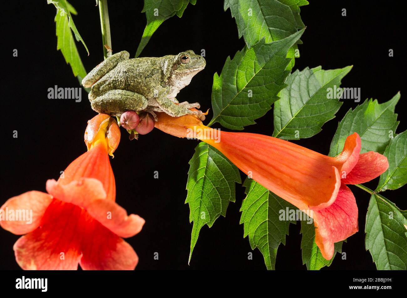 Frog (Ayla versicolor) su vite a tromba (Campsis radicans), Midwest e Stati Uniti d'America dell'Est, di Dominique Braud/Dembinsky Foto A Foto Stock