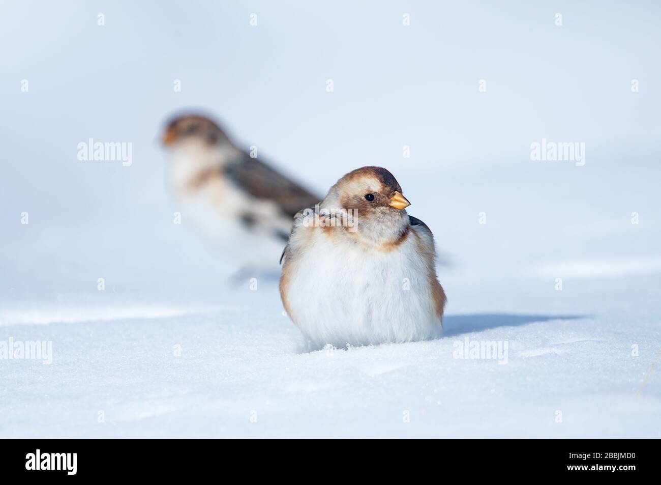 Buntings neve, monte Cairngorm Foto Stock