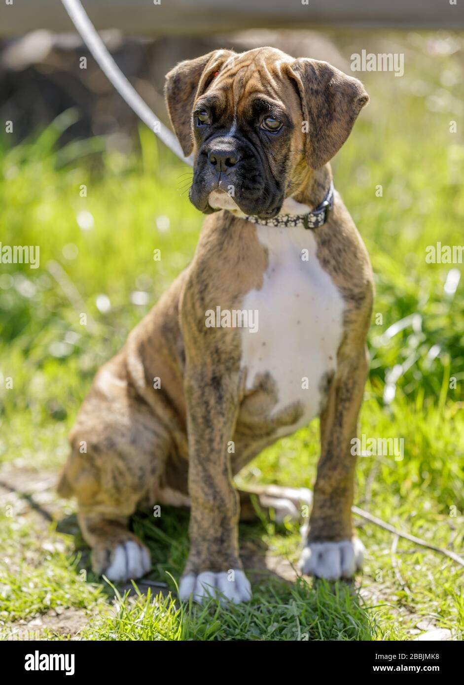 Maschio americano Bulldog cucciolo di nove settimane si accende Foto Stock