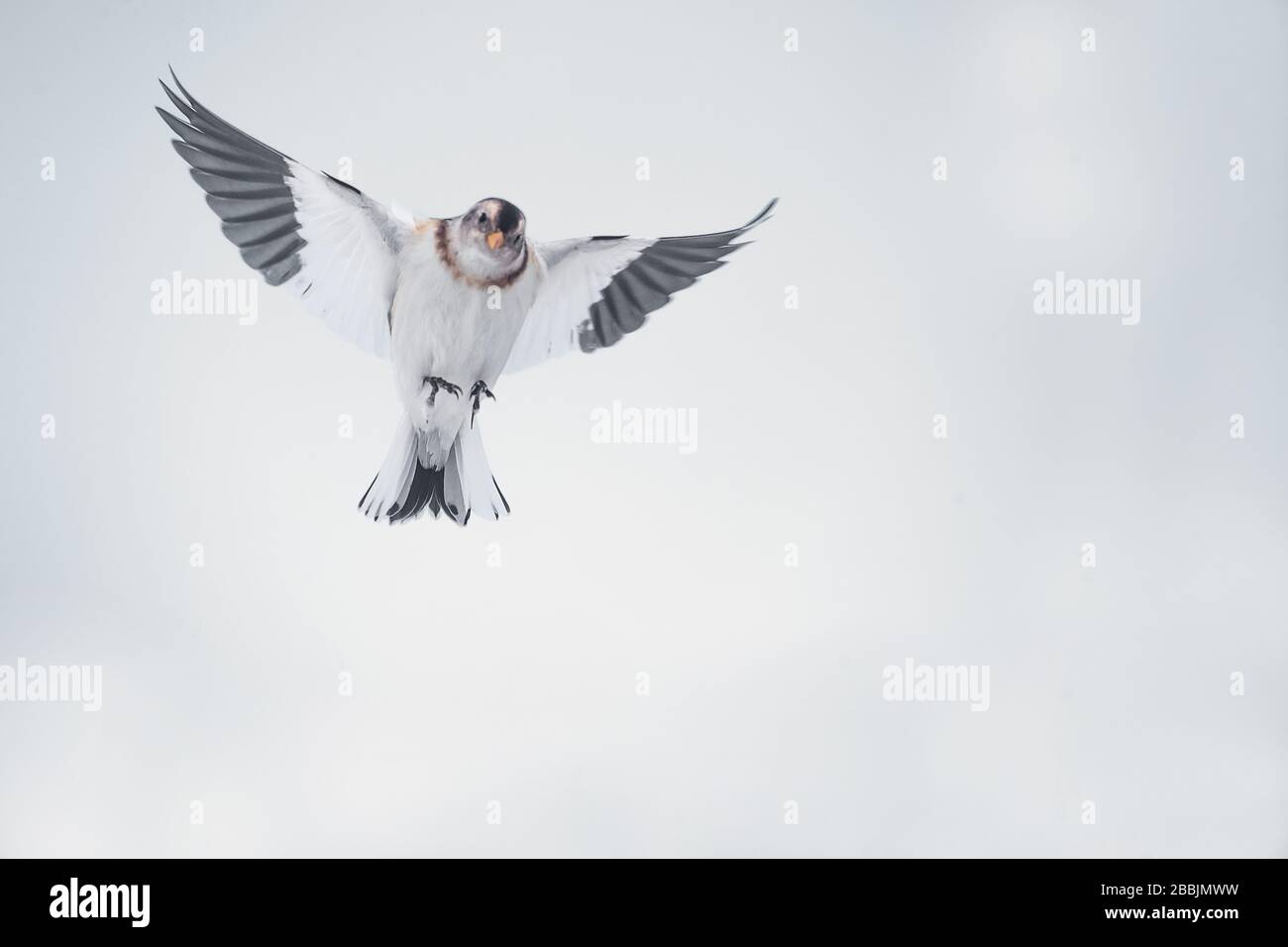 Ciambelle di neve, il monte Cairngorm, le Highlands scozzesi Foto Stock