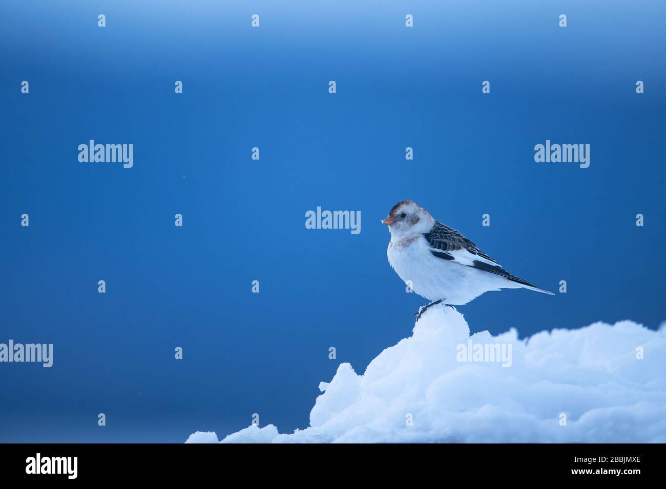 Ciambelle di neve, il monte Cairngorm, le Highlands scozzesi Foto Stock