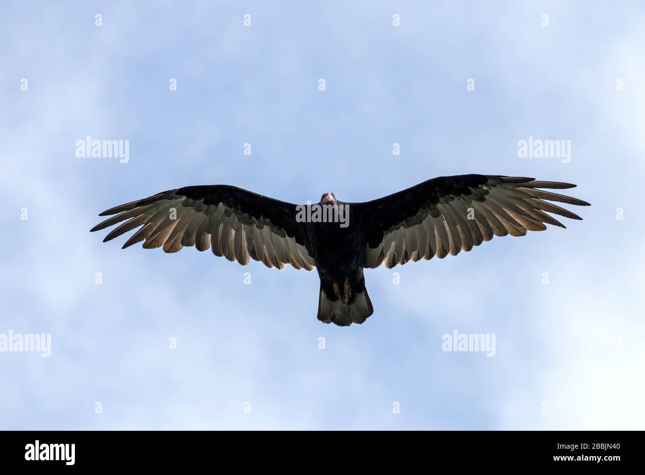 Tacchino Vulture in volo con ali spalancate Foto Stock