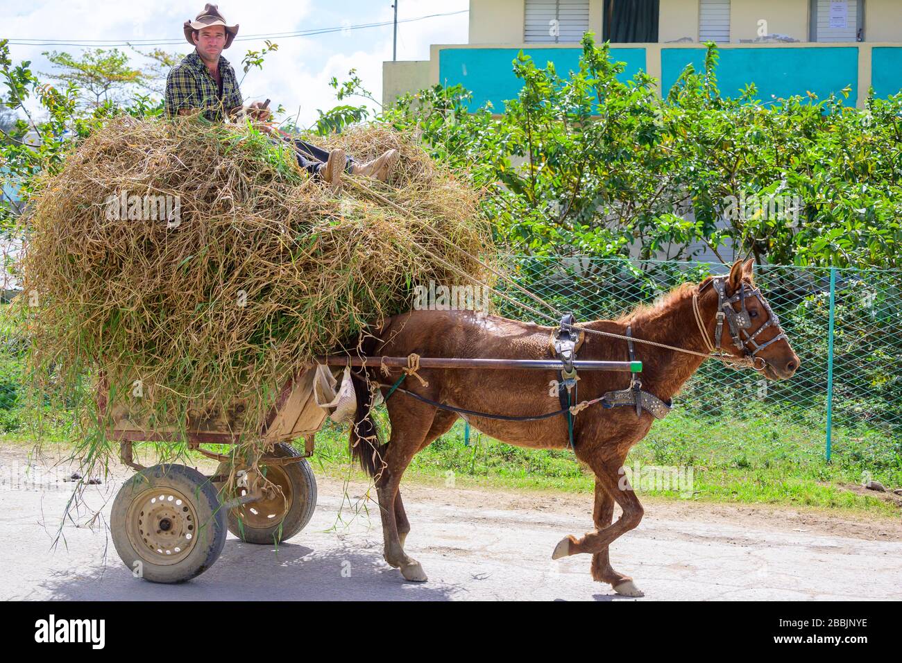Carretto trainato da cavalli, Vinales, Pinar del Rio Province, Cuba Foto  stock - Alamy