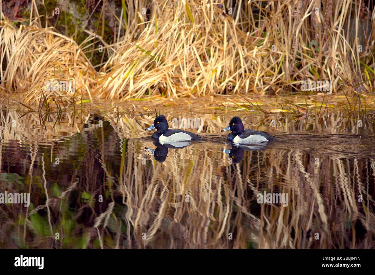 Due anatre maschi a collo d'anello (Aythya collaris) nuotano in un fiume con erba secca riflessa nell'acqua. Foto Stock