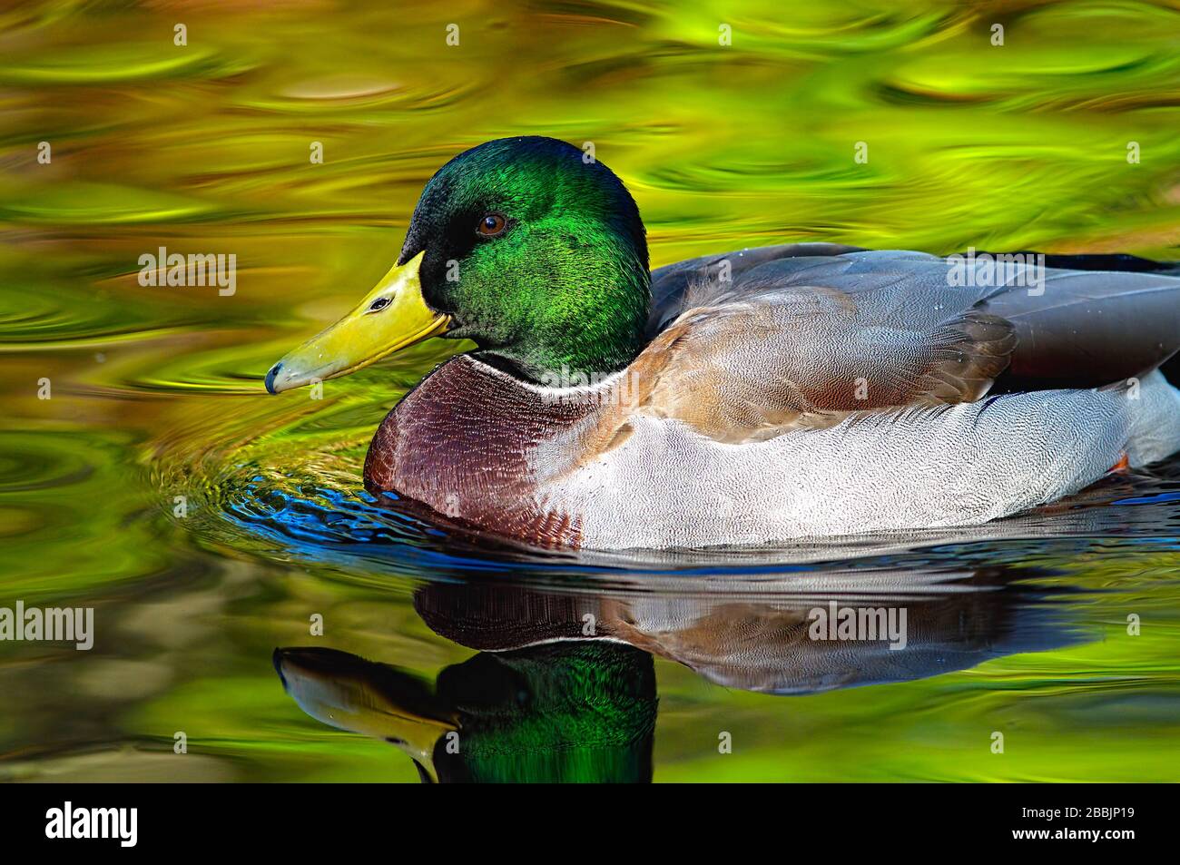 Un drake Mallard (Anas platyrhynchos) che galleggia in acque riflettenti. Foto Stock