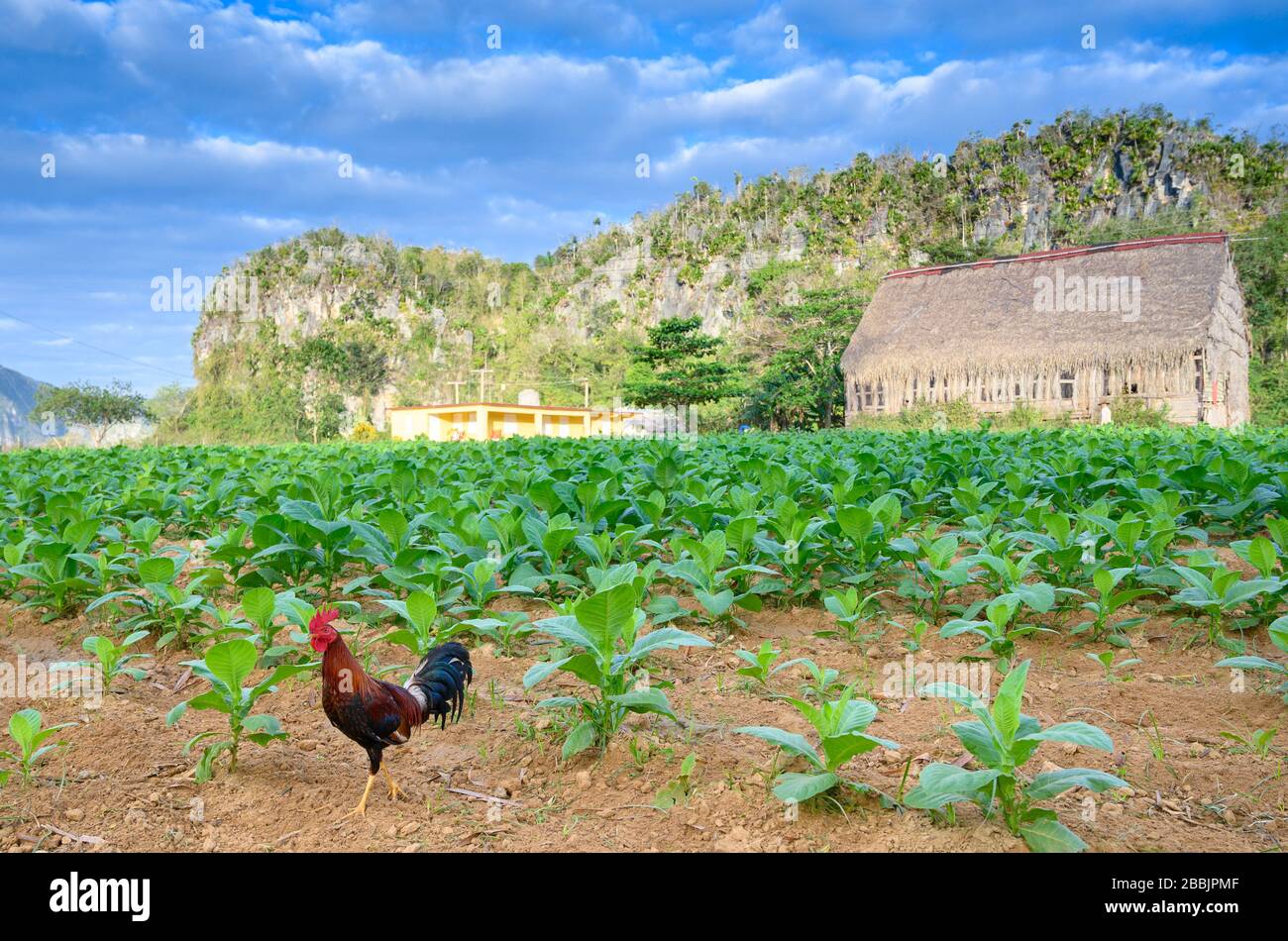Rooster in Cigar Tobacco Field, Vinales, Pinar del Rio Province, Cuba Foto Stock