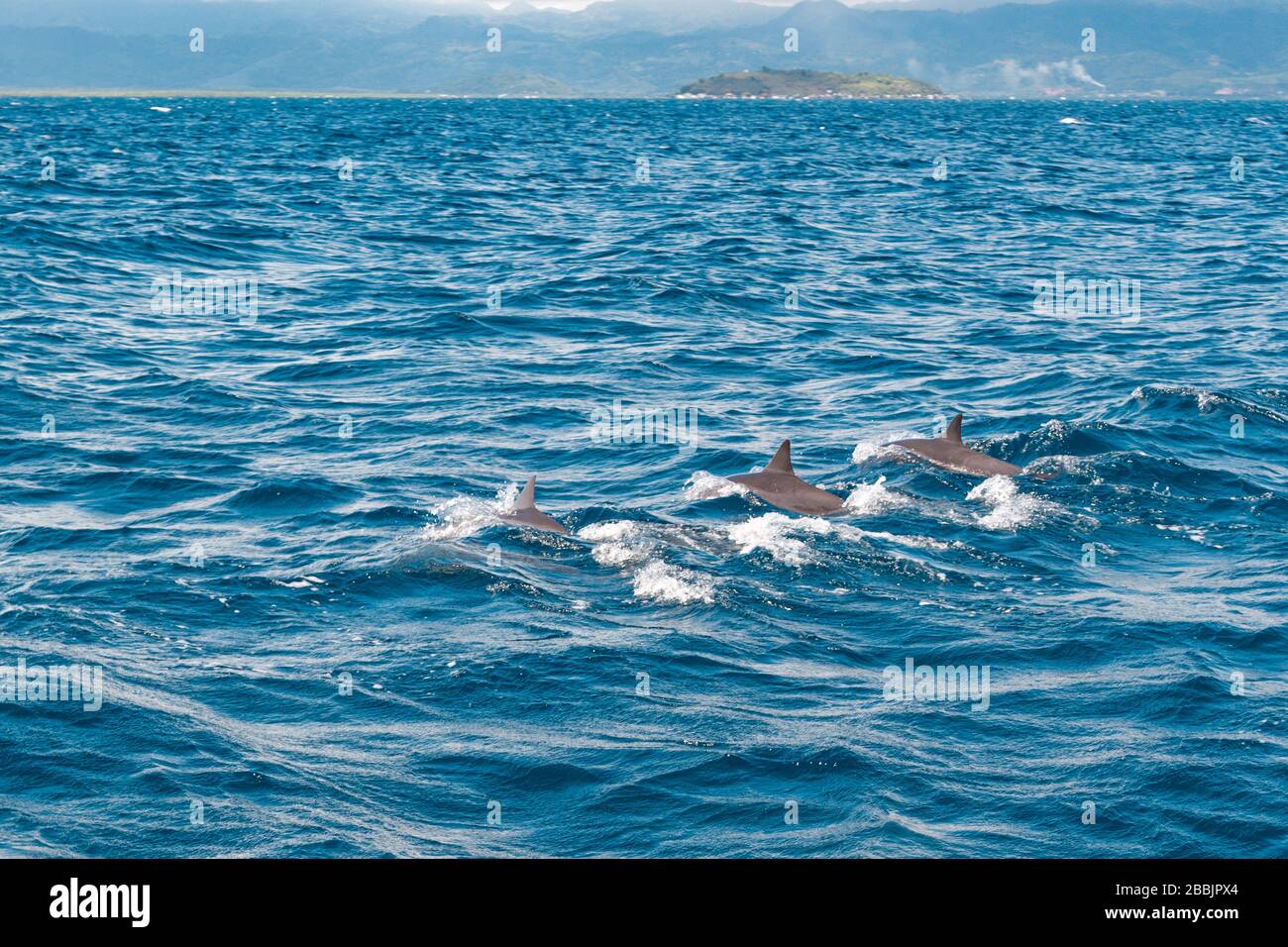 I turisti guardano i delfini selvatici nel mare al bar Manjuyod White Sand Foto Stock