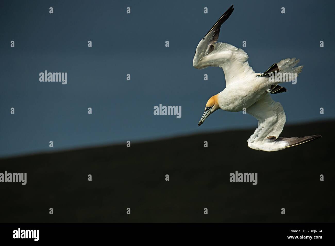 Gannetti settentrionali, Hermaness, Shetland Foto Stock