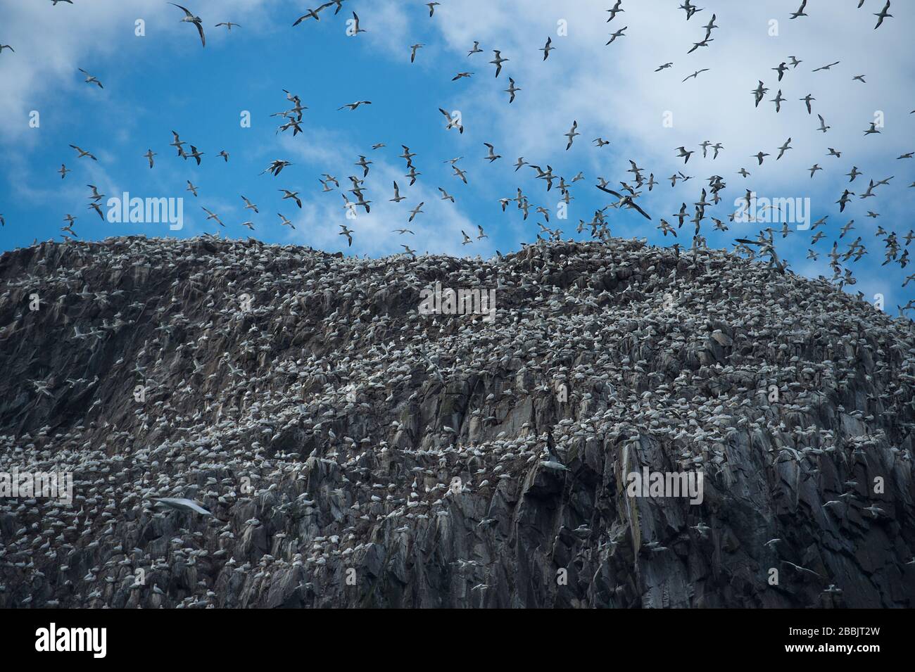 Northern gannets, Bass Rock, Edimburgo, Regno Unito Foto Stock