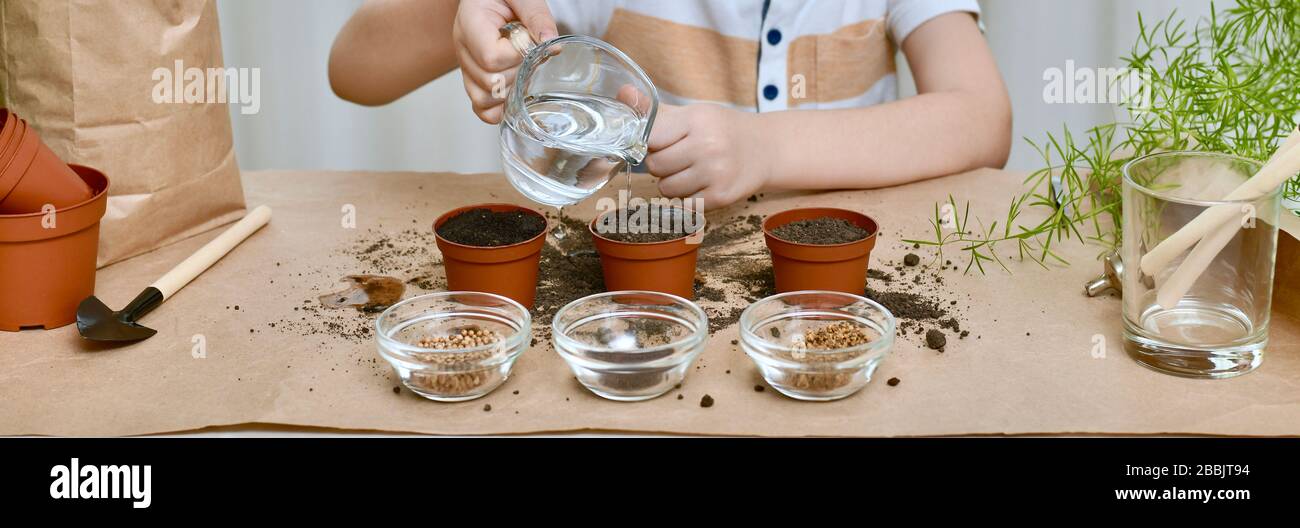 Semina semi di barbabietola, coriandolo, cavolo. Un bambino ha annacquato una caraffa di terreno con una penna in un flusso sottile di acqua. Foto Stock