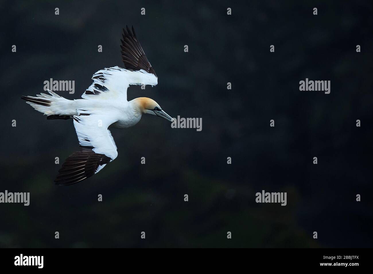Northern gannet, Bass Rock, Scozia Foto Stock