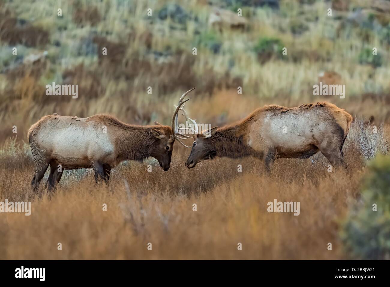 il toro maturo Elk, Cervus elaphus, con nomi alternativi di Wapiti, Cervus canadensis e l'Elk nordamericano, usando enormi antlers per combattere per dominan Foto Stock