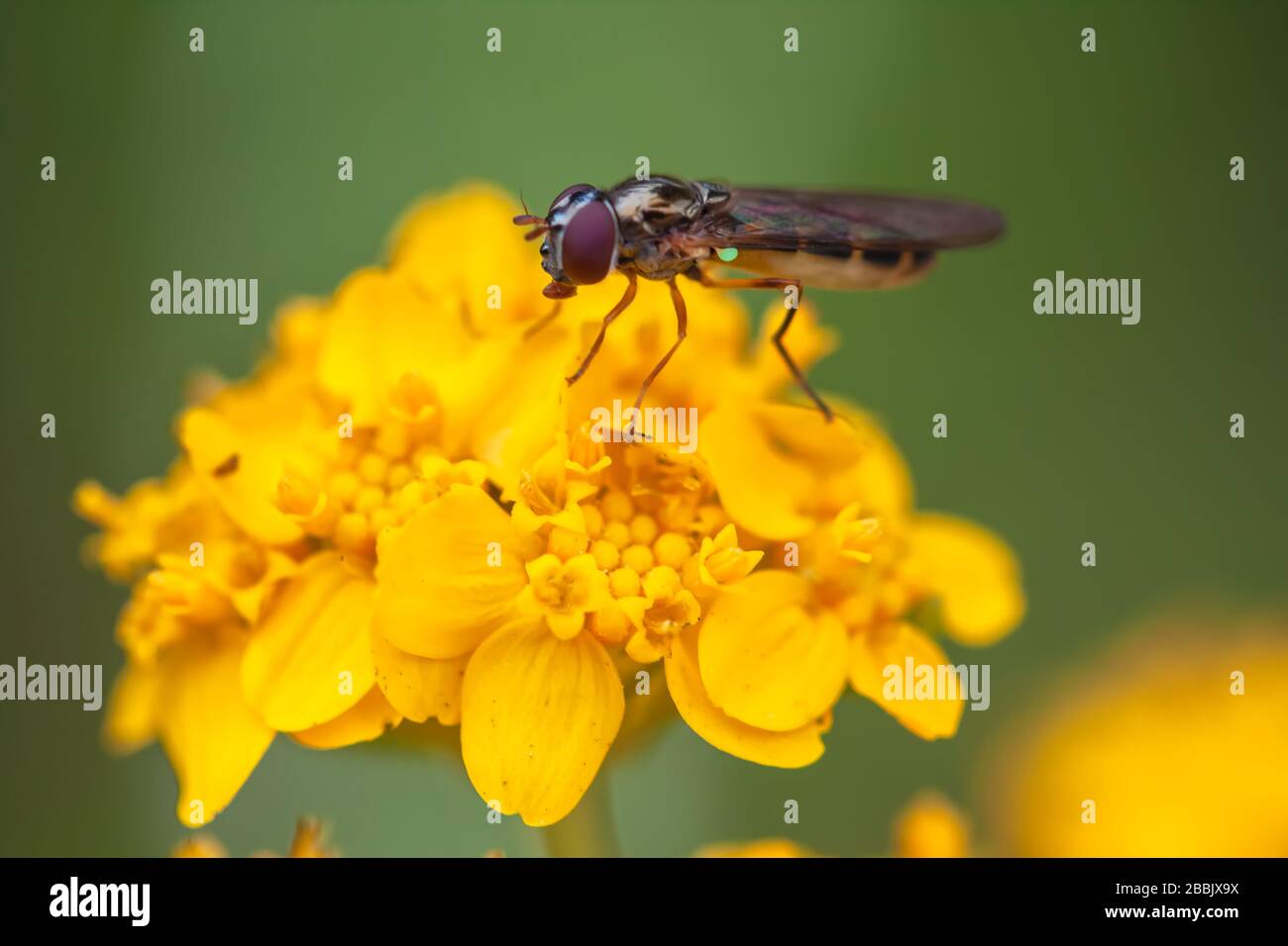Primo piano in una sorvola, famiglia Syrphidae, su un gruppo di girasoli di mare lanuginoso, Eriophyllum staechadifolium, California, USA. Foto Stock