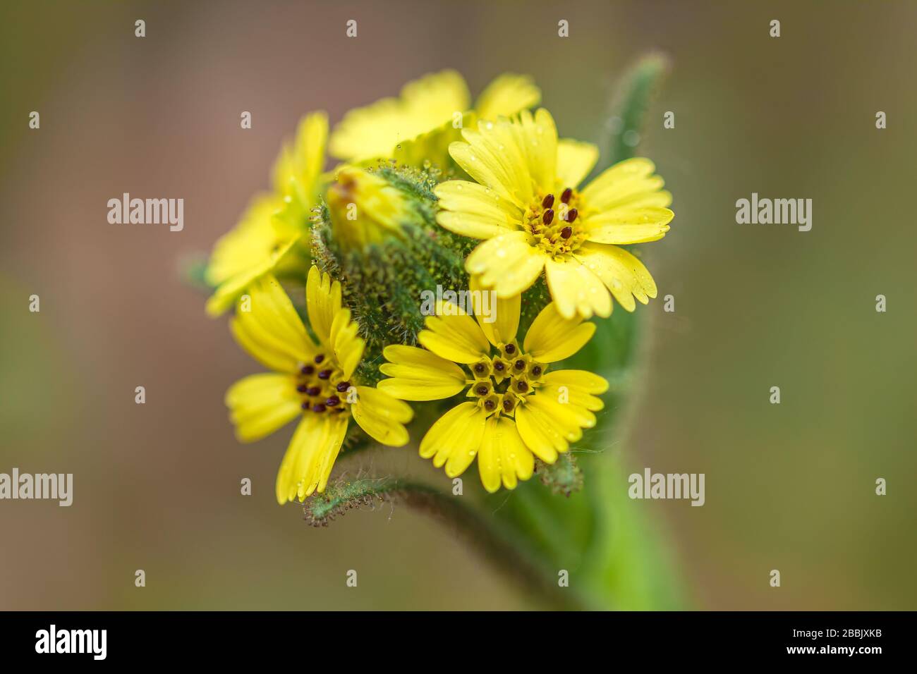 Primo piano a fiori di mare, Madiana sativa, Point Lobos state Natural Reserve, USA Foto Stock