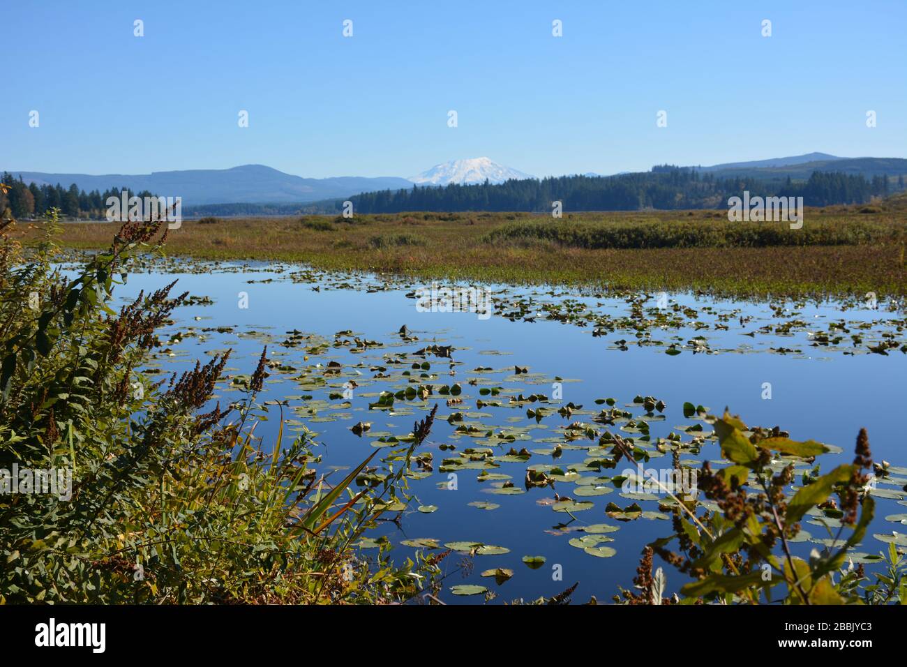 Vista del monte St Helens innevato in ottobre, tratto da Silver Lake, Seaquest state Park, Cowlitz County, Washington state, USA Foto Stock