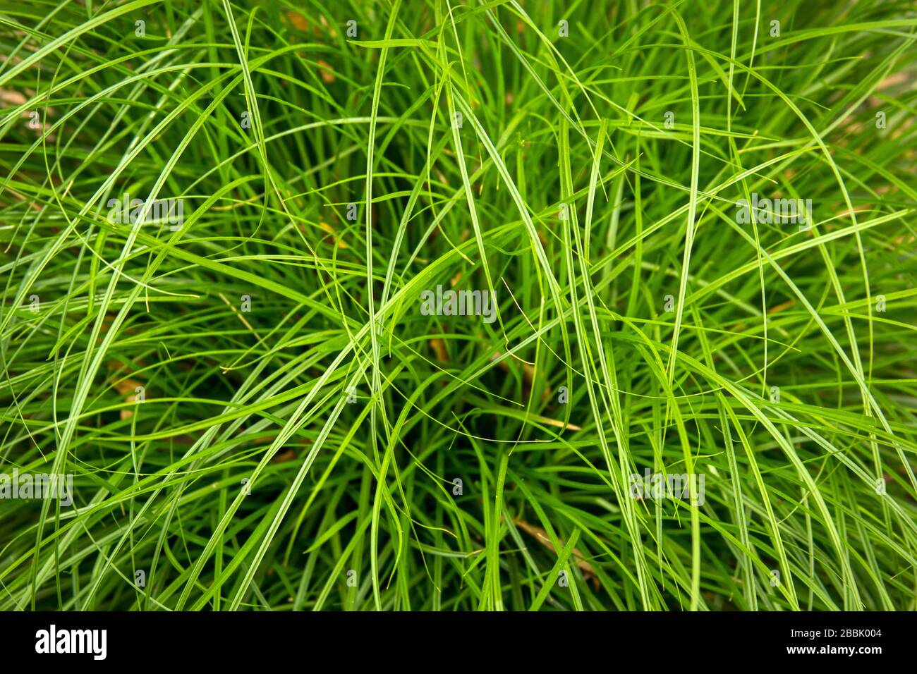 Fili di erba verde che crescono nella terra. Foto Stock