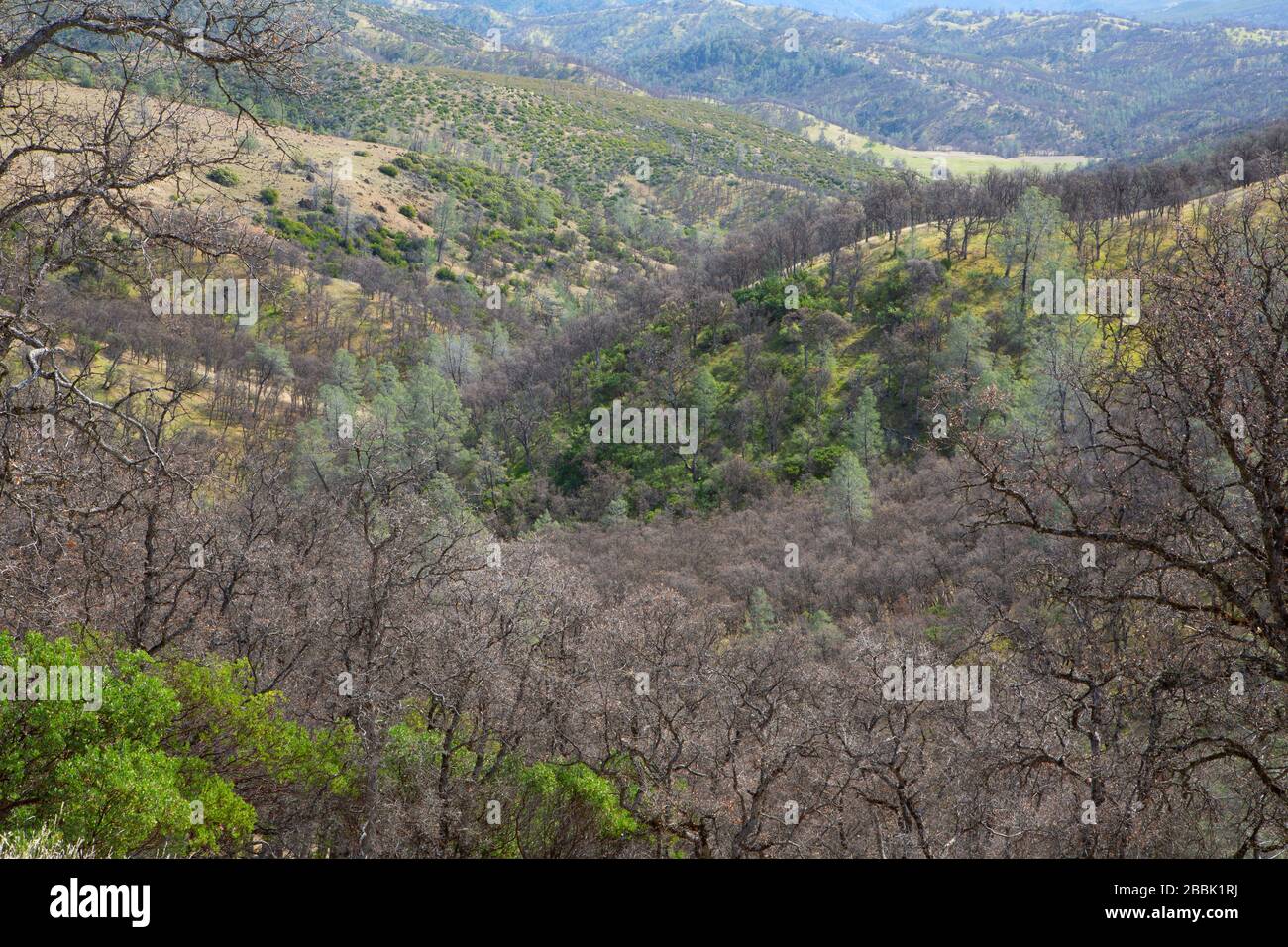 Vista sul bosco di querce dal sentiero cache Creek Ridge, Berryessa Snow Mountain National Monument, cache Creek Natural Area, California Foto Stock