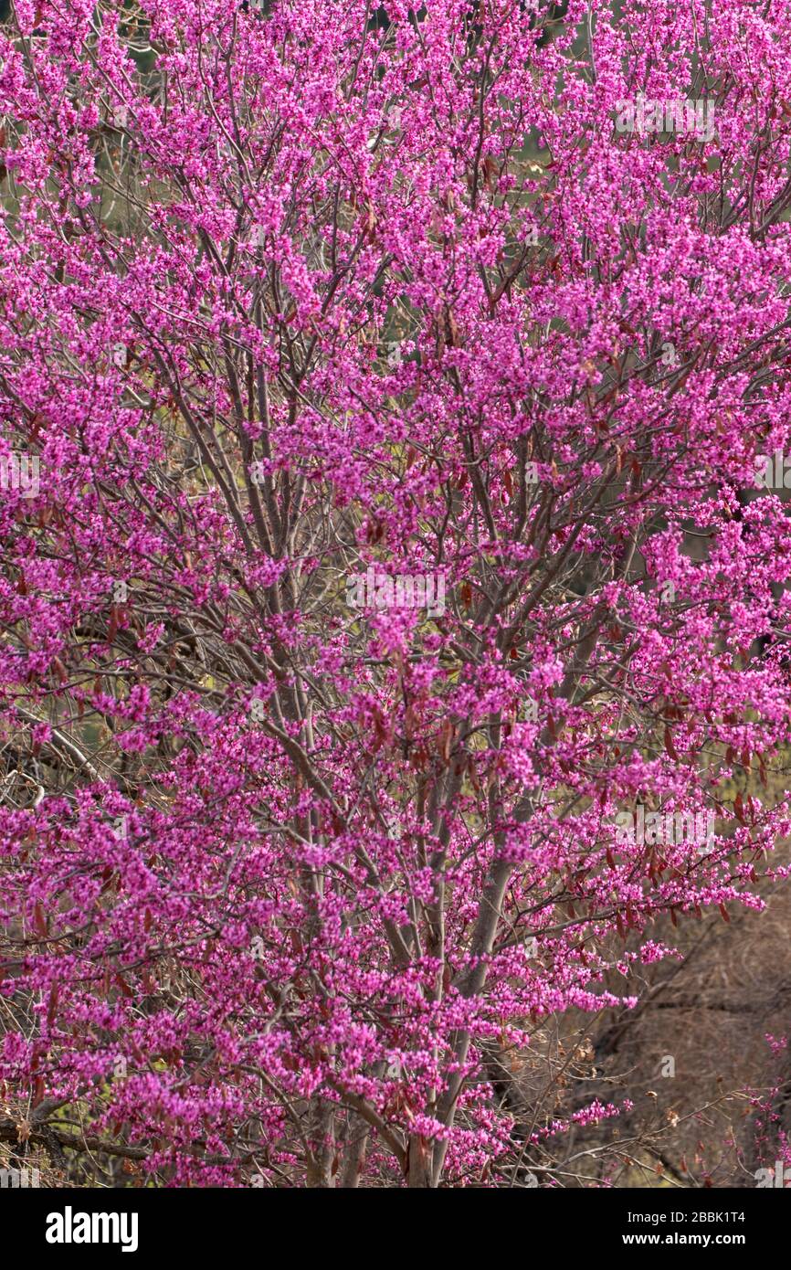Redbud in fiore, cache Creek Area naturale, California Foto Stock