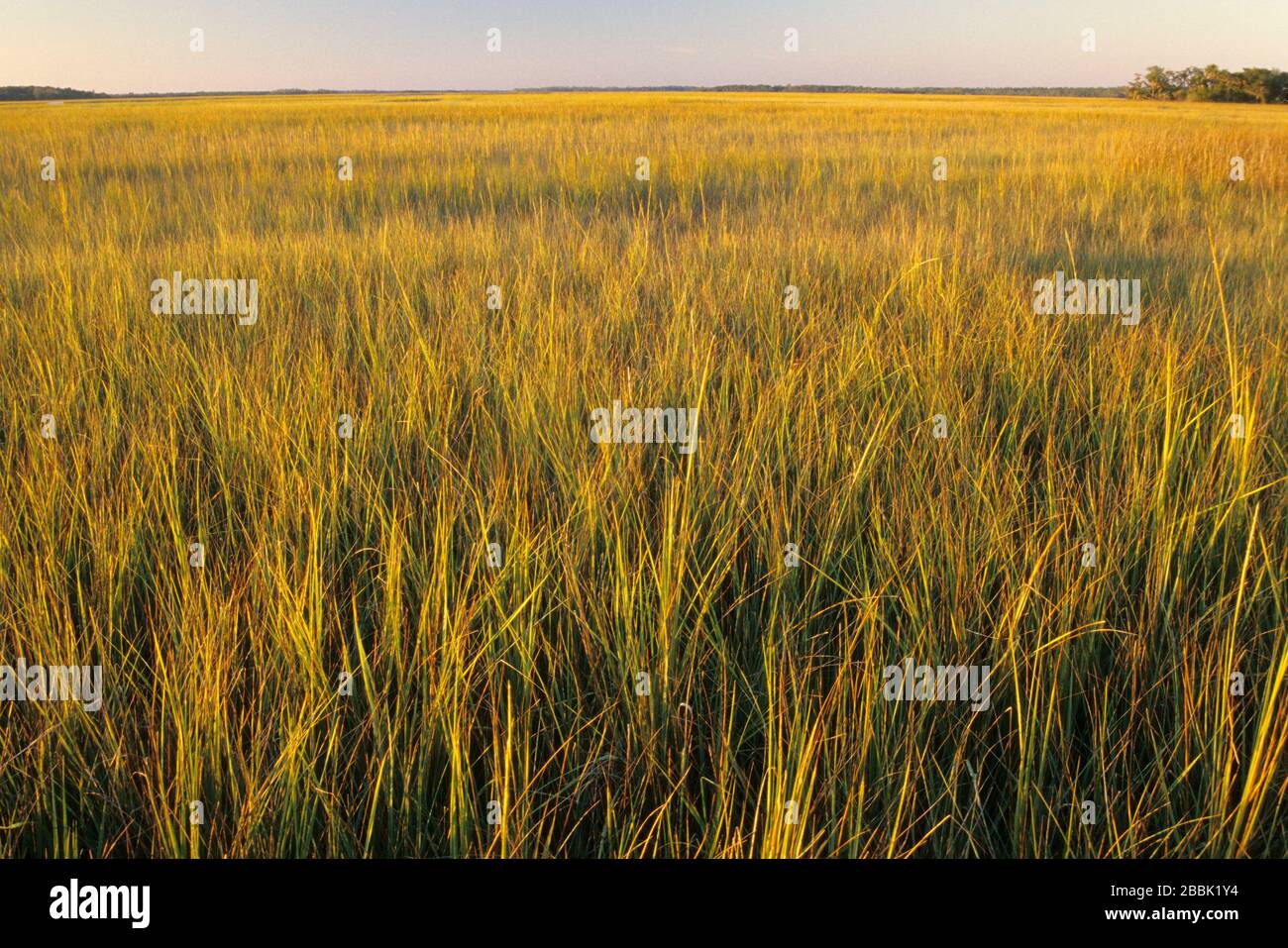 Salt Marsh, Blythe Island Regional Park, Georgia Foto Stock