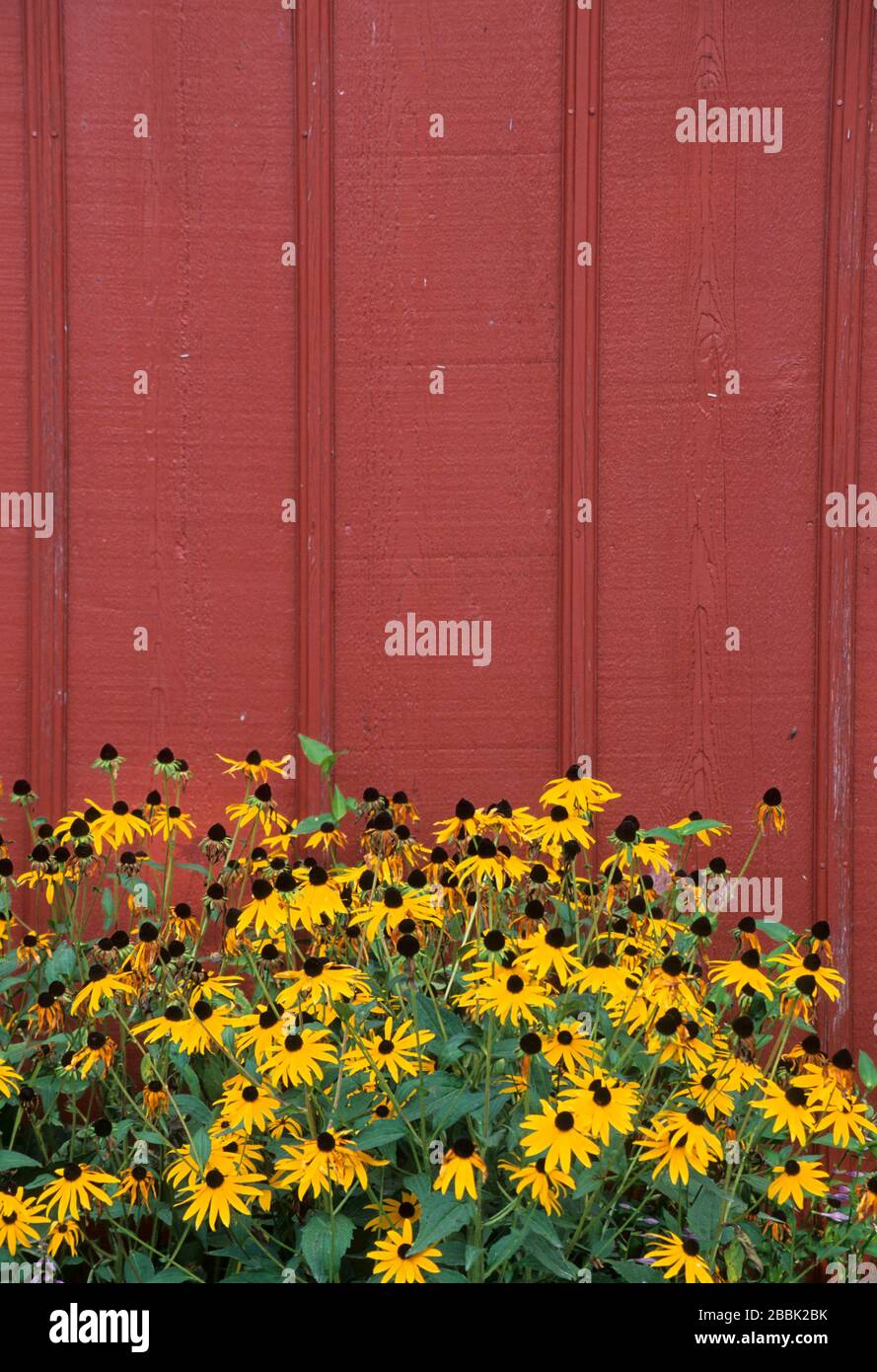 Fiori in fienile, Hickory Hills Park, Warren County, Iowa Foto Stock
