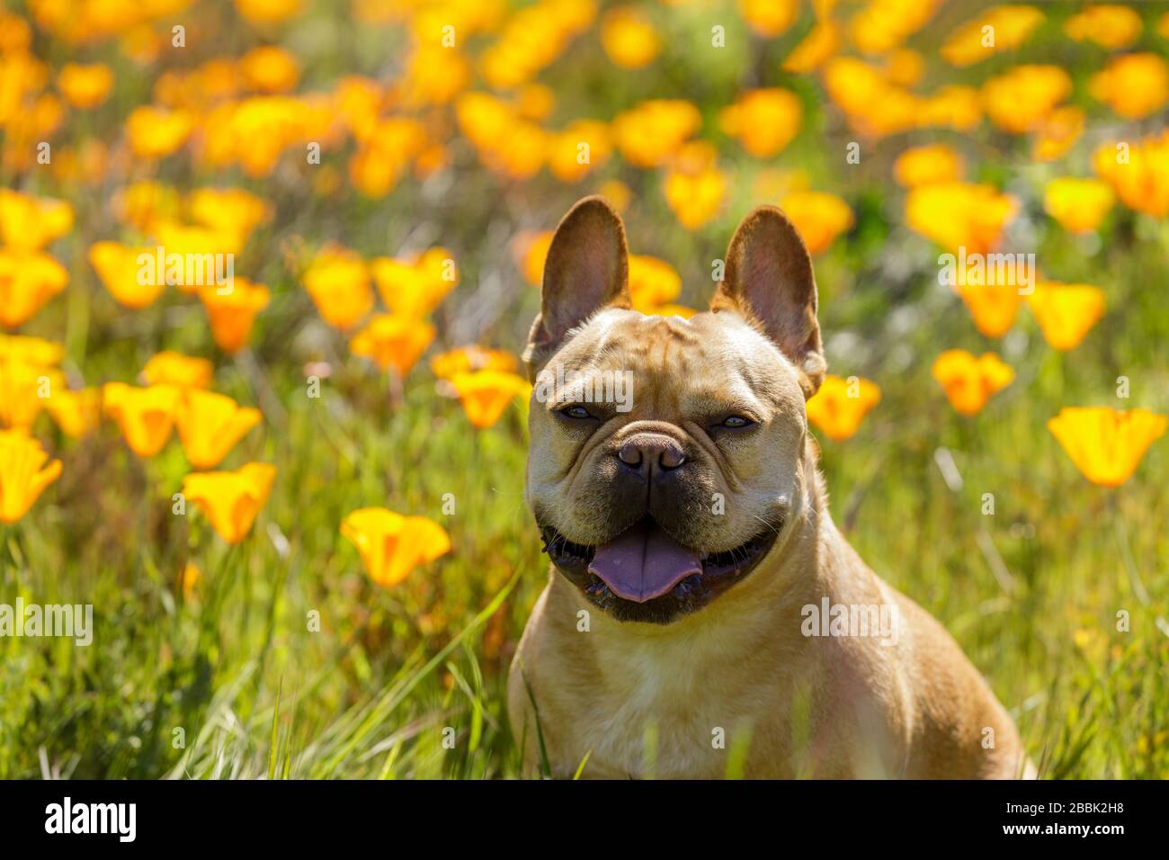 Bulldog francese giovane maschio in California Poppy Field Foto Stock