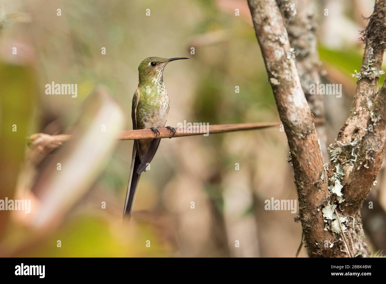 Esemplare femminile di portadosso dalla coda nera, vittoriae lesbia, un colibrì verde dalla coda lunga, arroccato su un ramo. La Calera, Cundinamarca Foto Stock