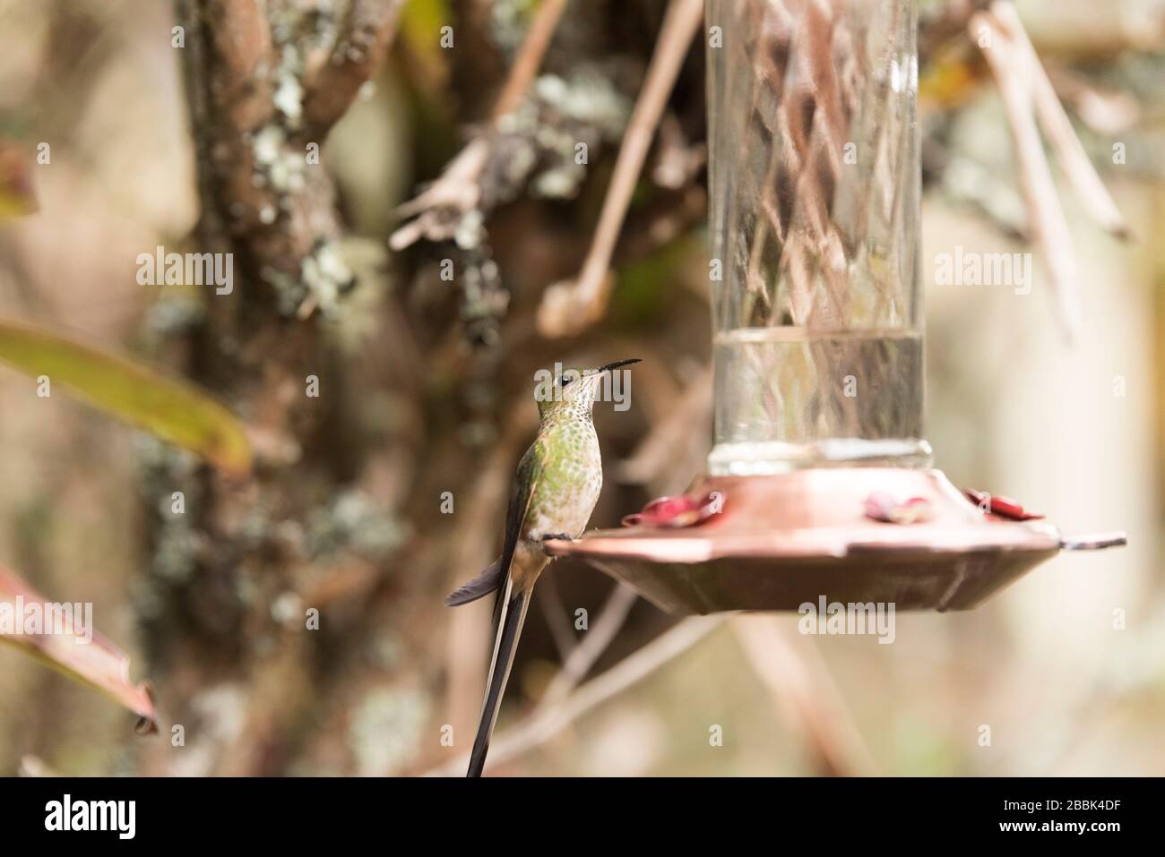 Esemplare femminile di portadosso dalla coda nera, victoriae lesbia, un colibrì verde dalla coda lunga, arroccato su un trogolo. La Calera, Cundinamarca Foto Stock