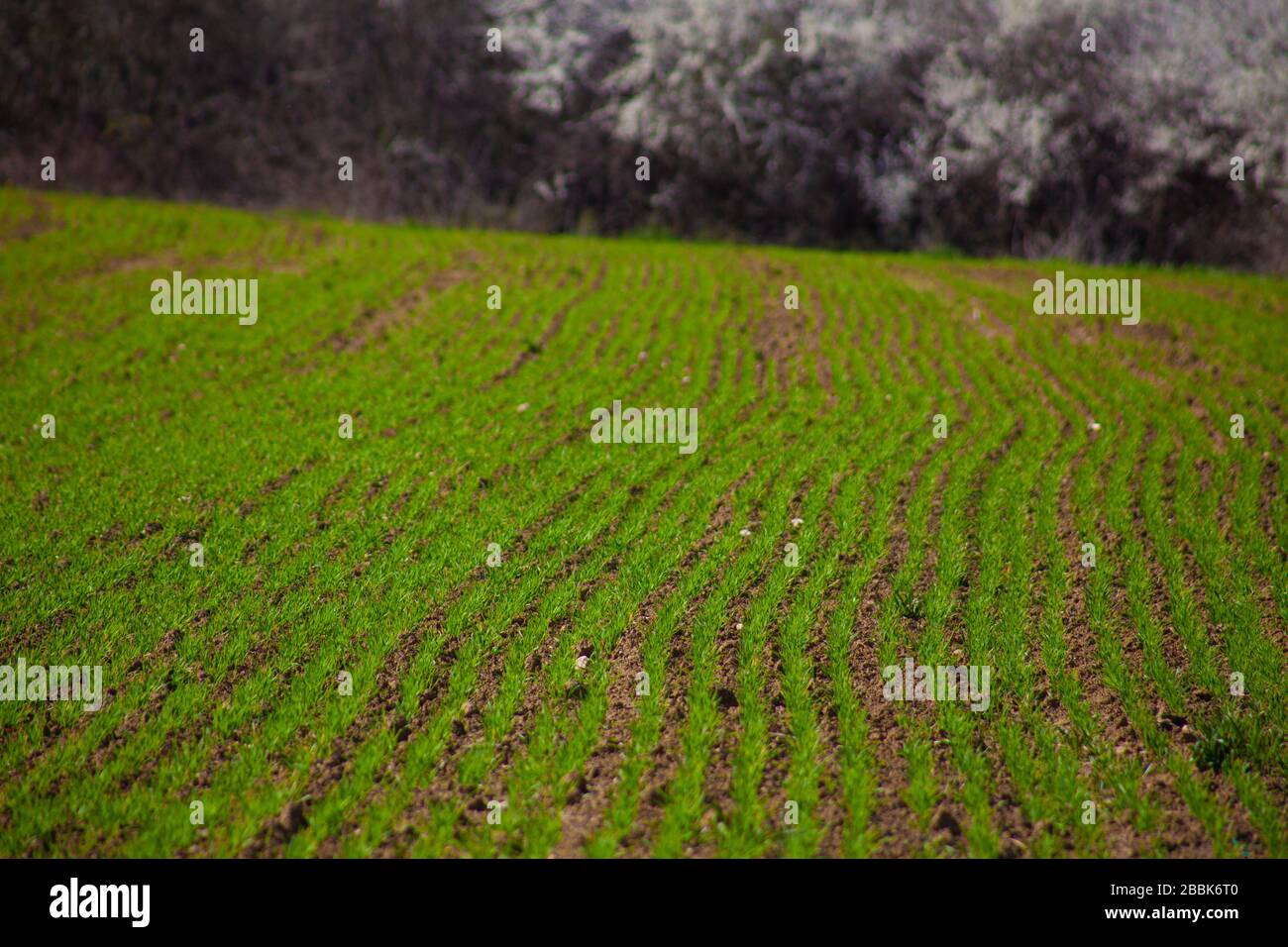 teleobiettivo foto di un campo di mais sfocato con messa a fuoco frontale con alberi in uno sfondo ombra Foto Stock teleobiettivo foto di un campo di mais sfocato con messa a fuoco frontale con alberi in uno sfondo ombra Foto Stock