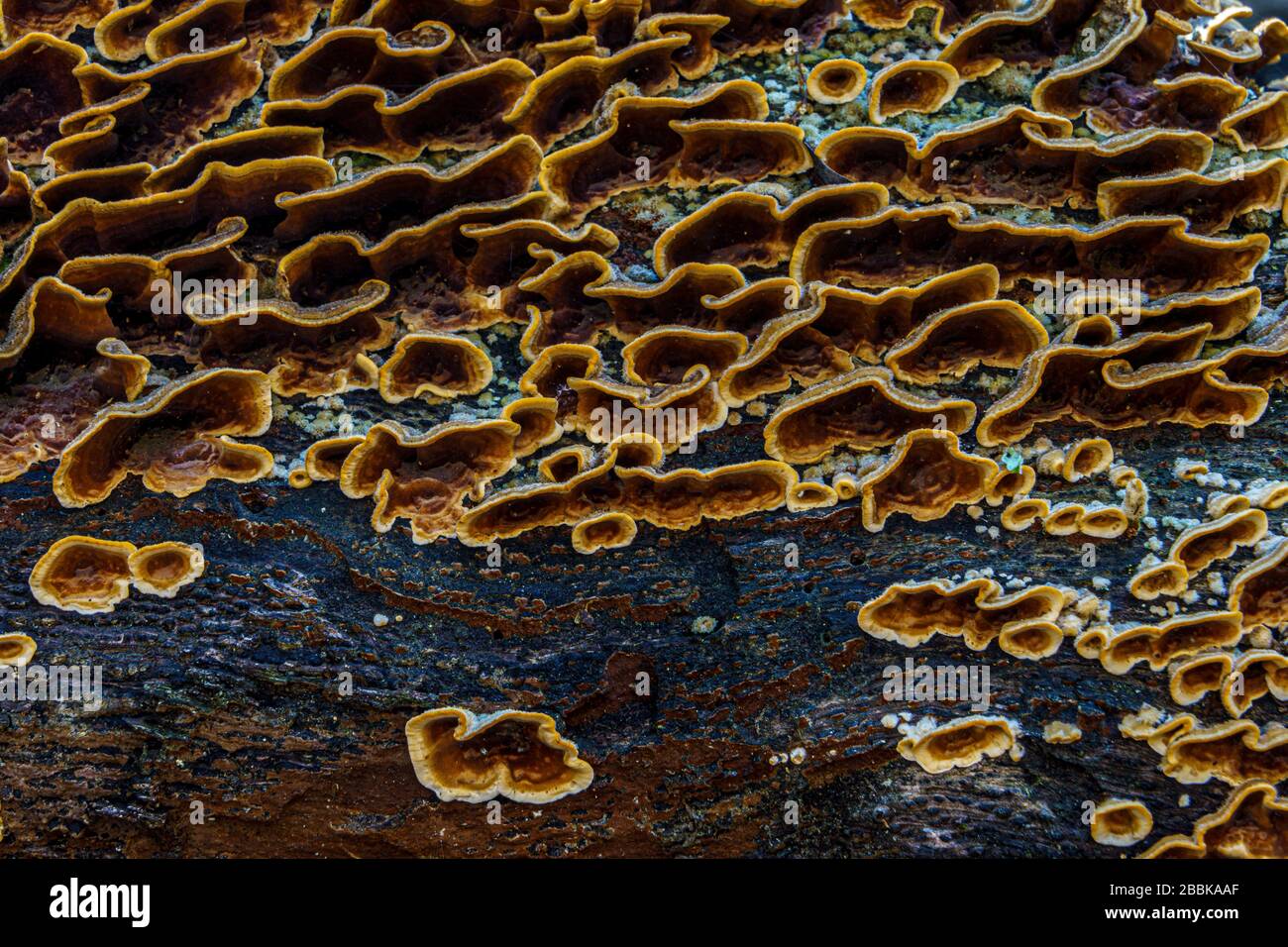 fungo macro di albero closeup Foto Stock