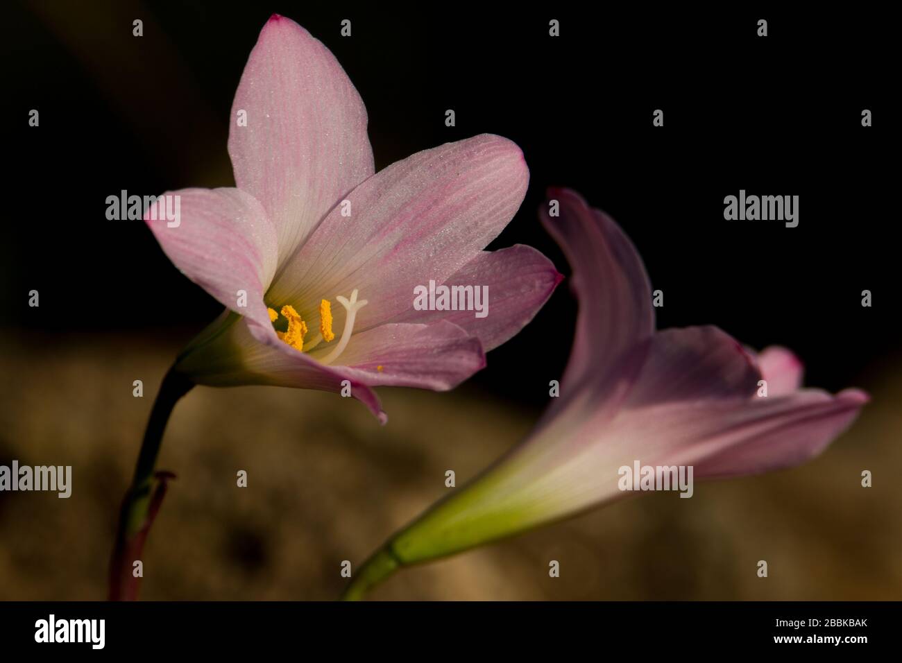 Un incredibile primo piano di questi giglio africani Foto Stock