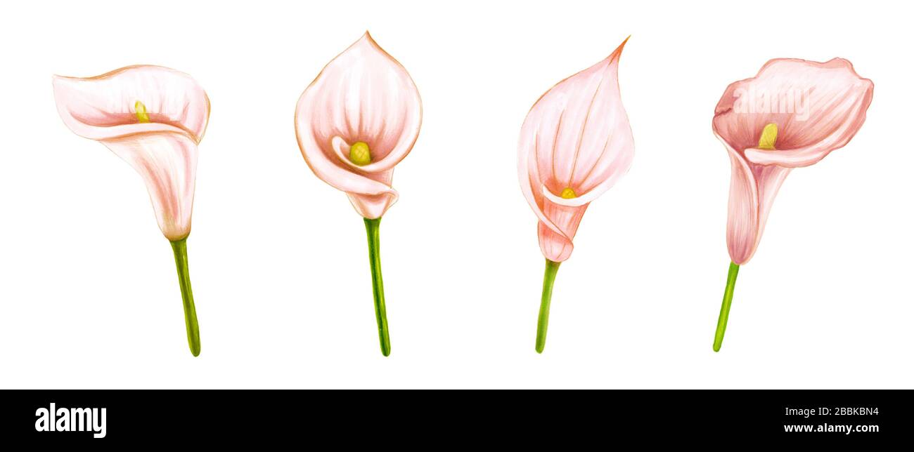 Set di disegno a mano morbido rosa-beige calla lily su sfondo bianco. Elemento decorativo esotico per carte d'invito, tessuti, stampa e design. Foto Stock