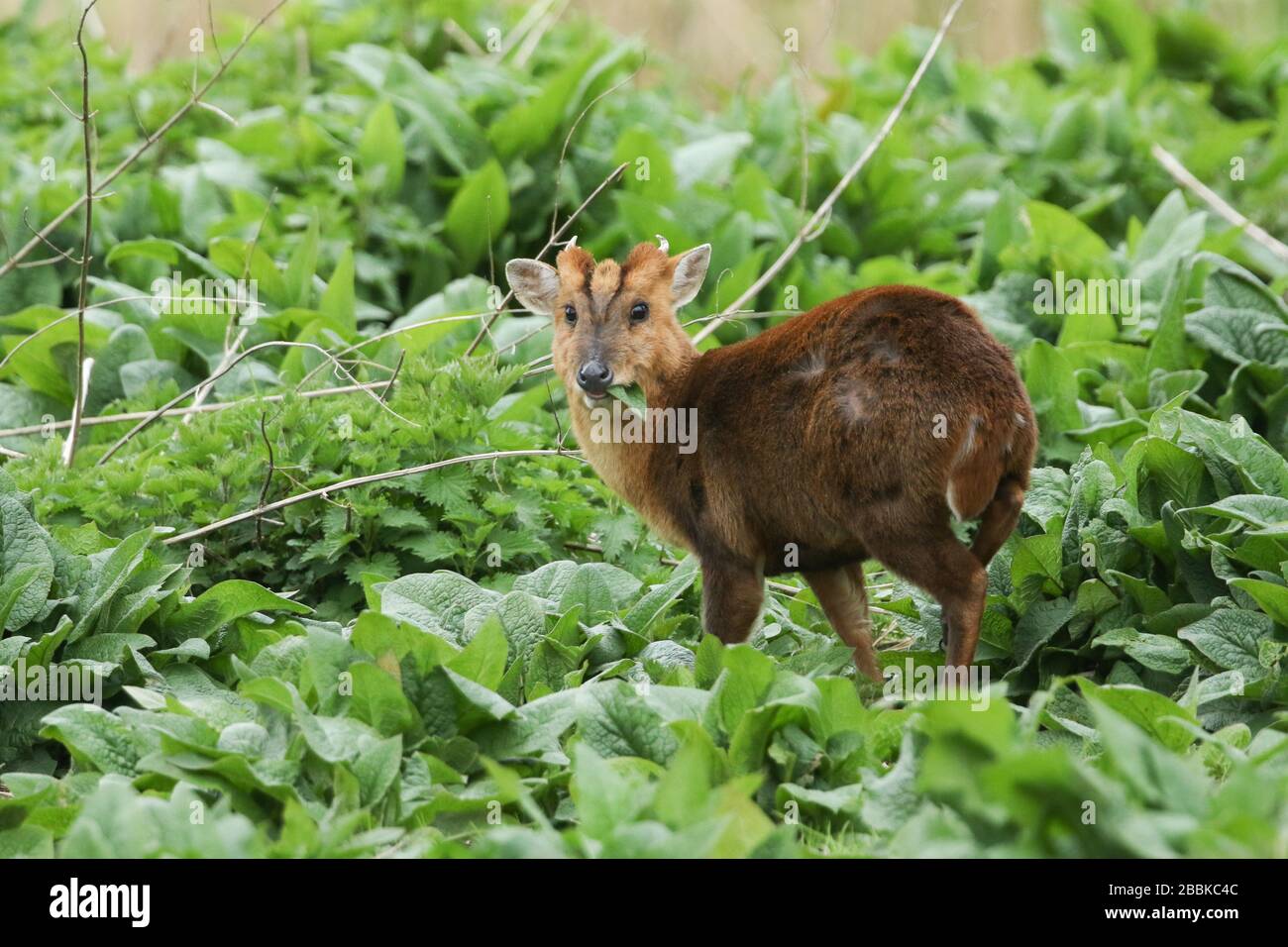 Un cervo di bavaglio muntjac, Muntiacus reevesi, nutrendo sulle foglie delle piante di Comfrey che crescono in natura lungo la riva di un fiume nel Regno Unito. Foto Stock