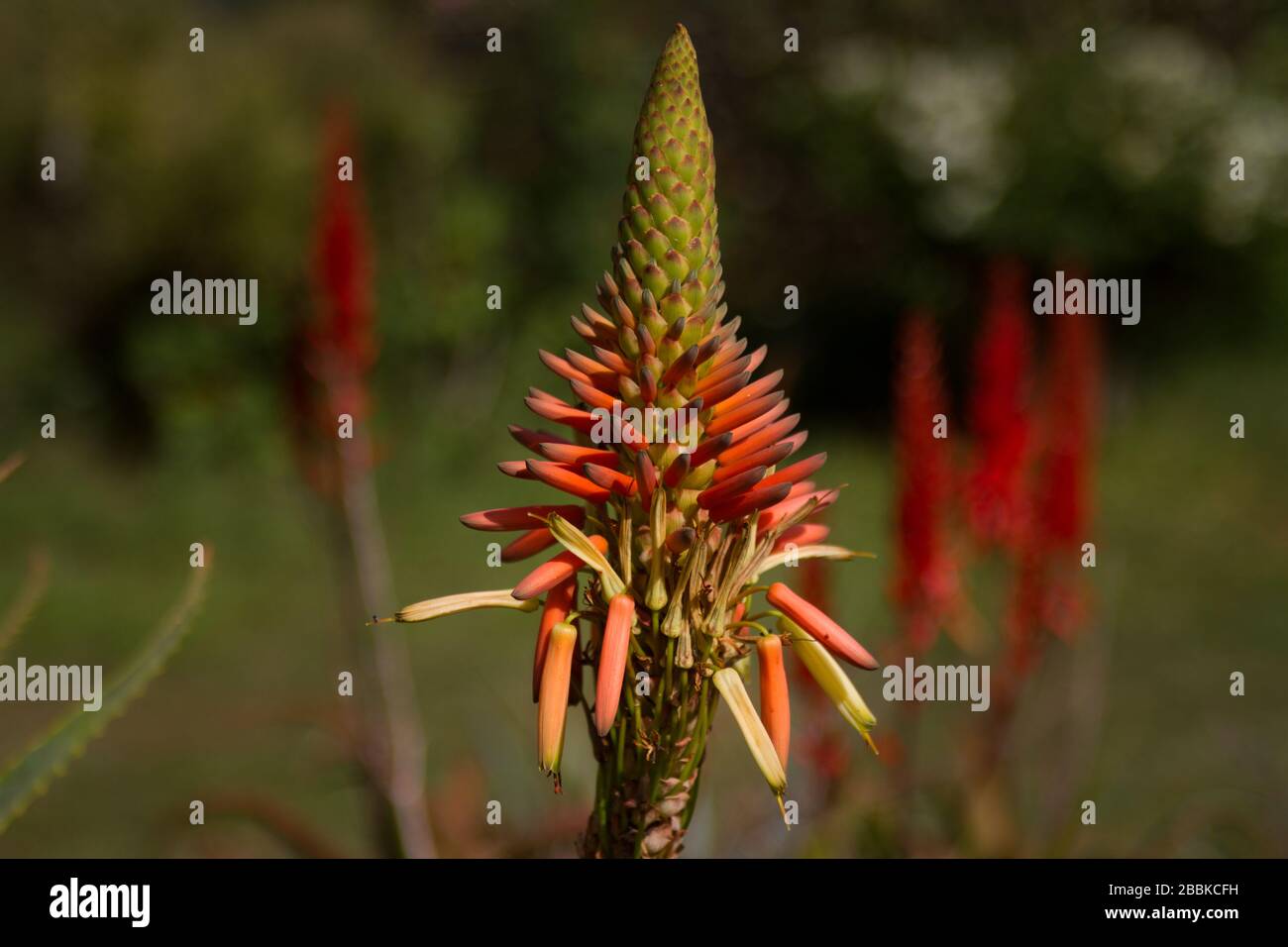 Aloe vera solitaria Foto Stock